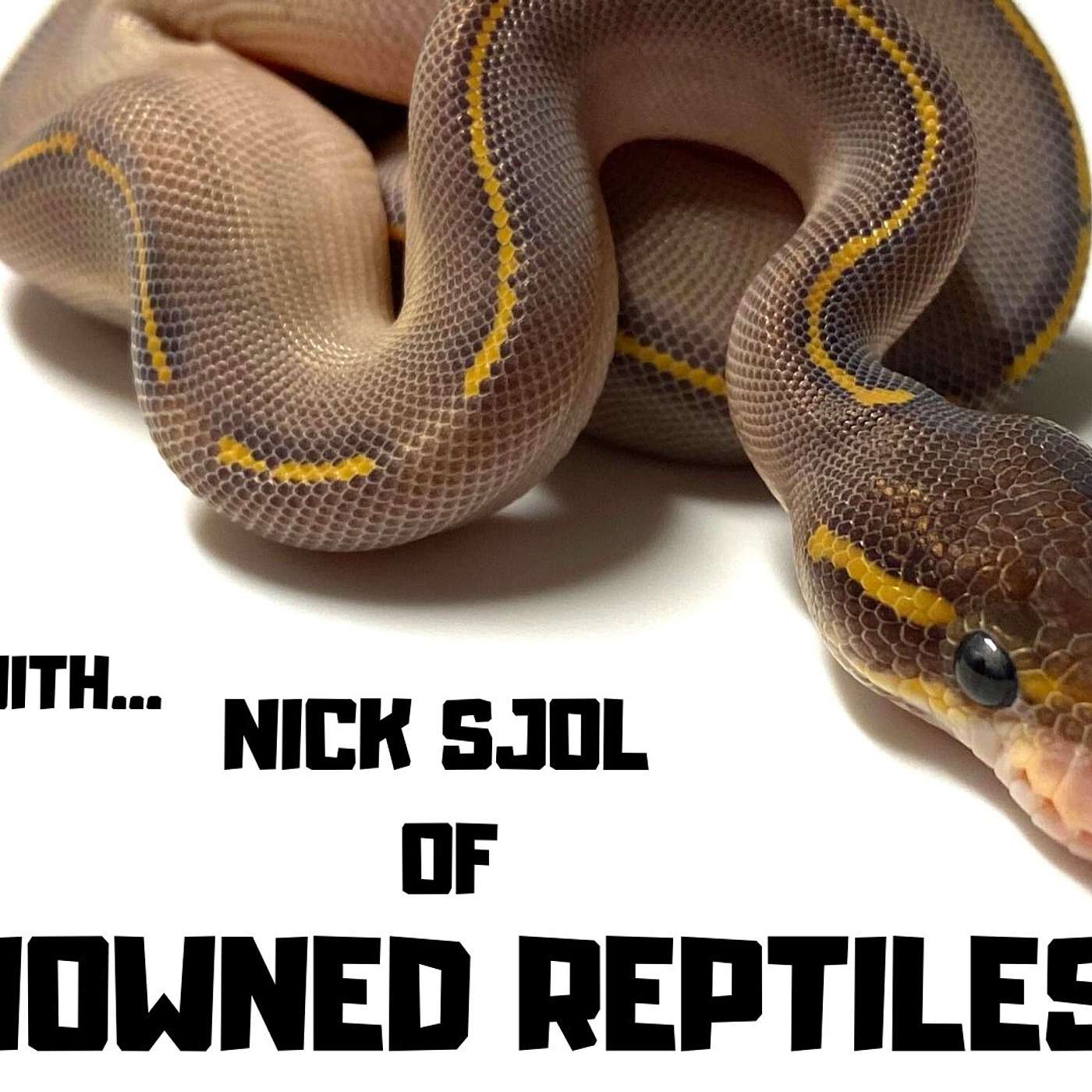 #39 NICK SJOL OF RENOWNED REPTILES | BALL PYTHONS | PYTHON REGIUS | TRAP TALK PODCAST