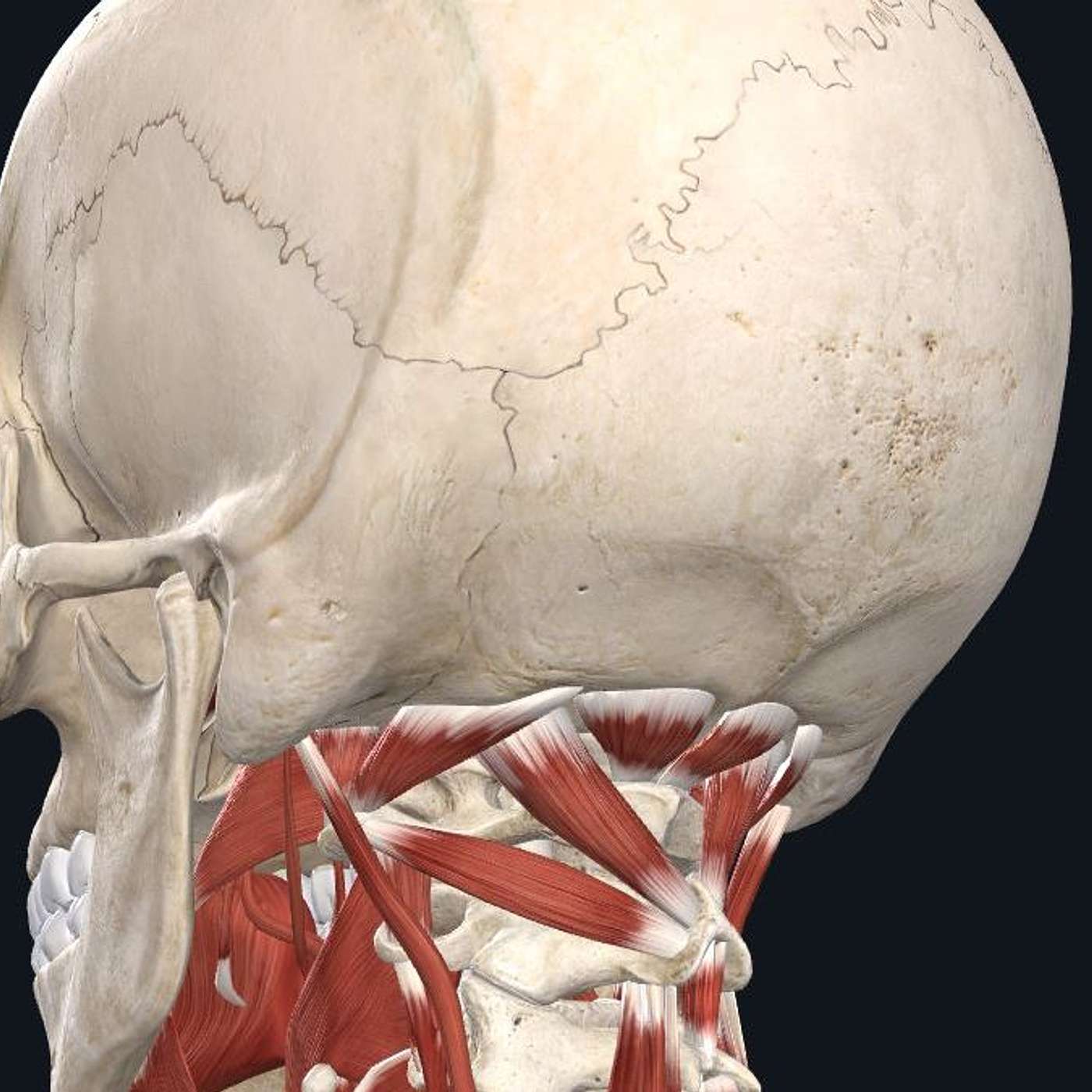 Lifeline to Vitality