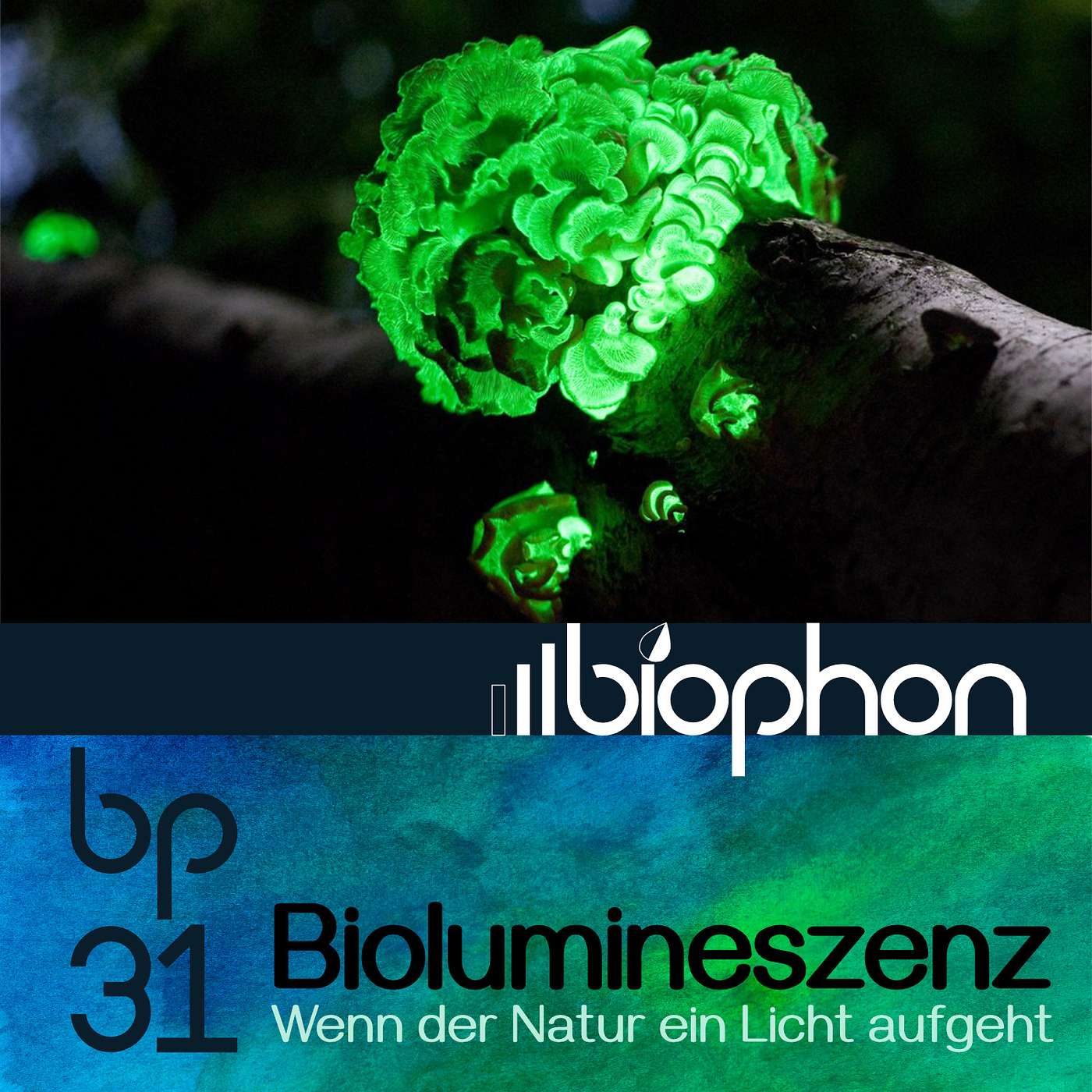 bp31: Biolumineszenz - Wenn der Natur ein Licht aufgeht