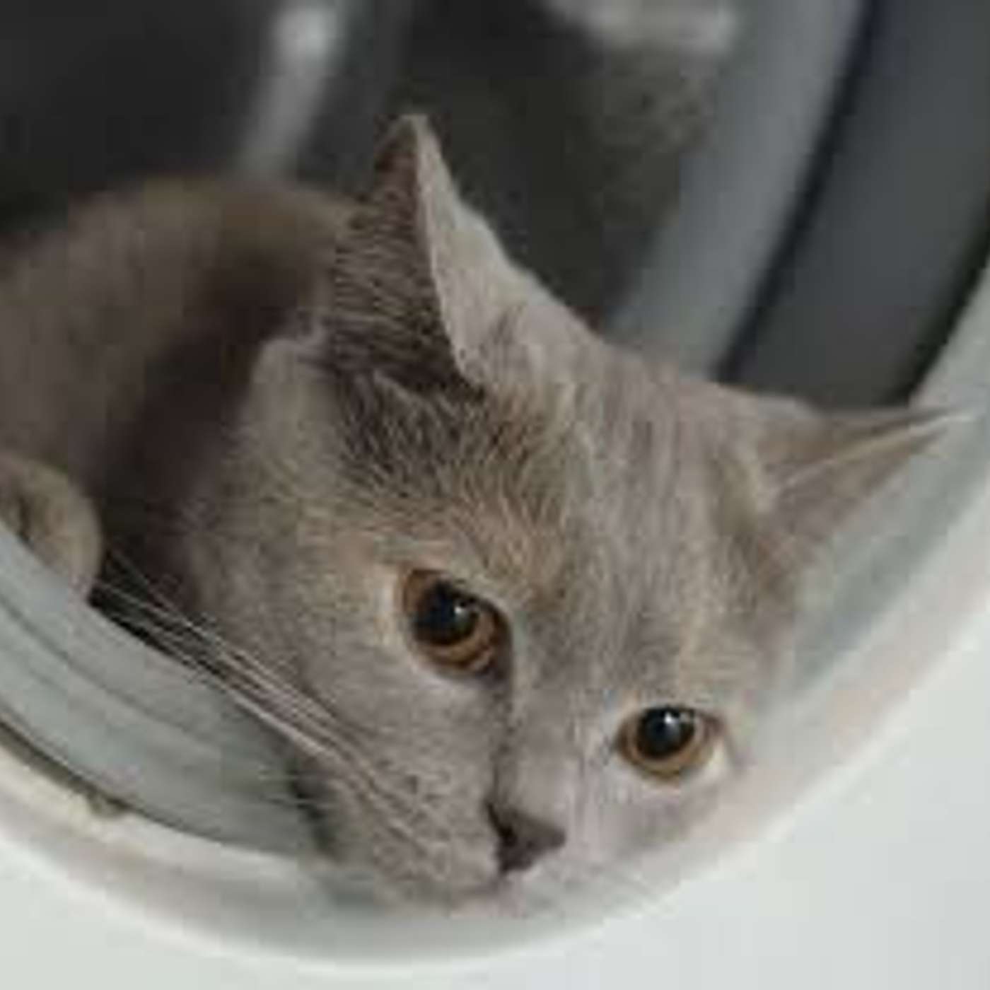 Abitazioni... trappole mortali: a cosa fare attenzione, per salvaguardare i nostri animali   di Lucia Orlandi