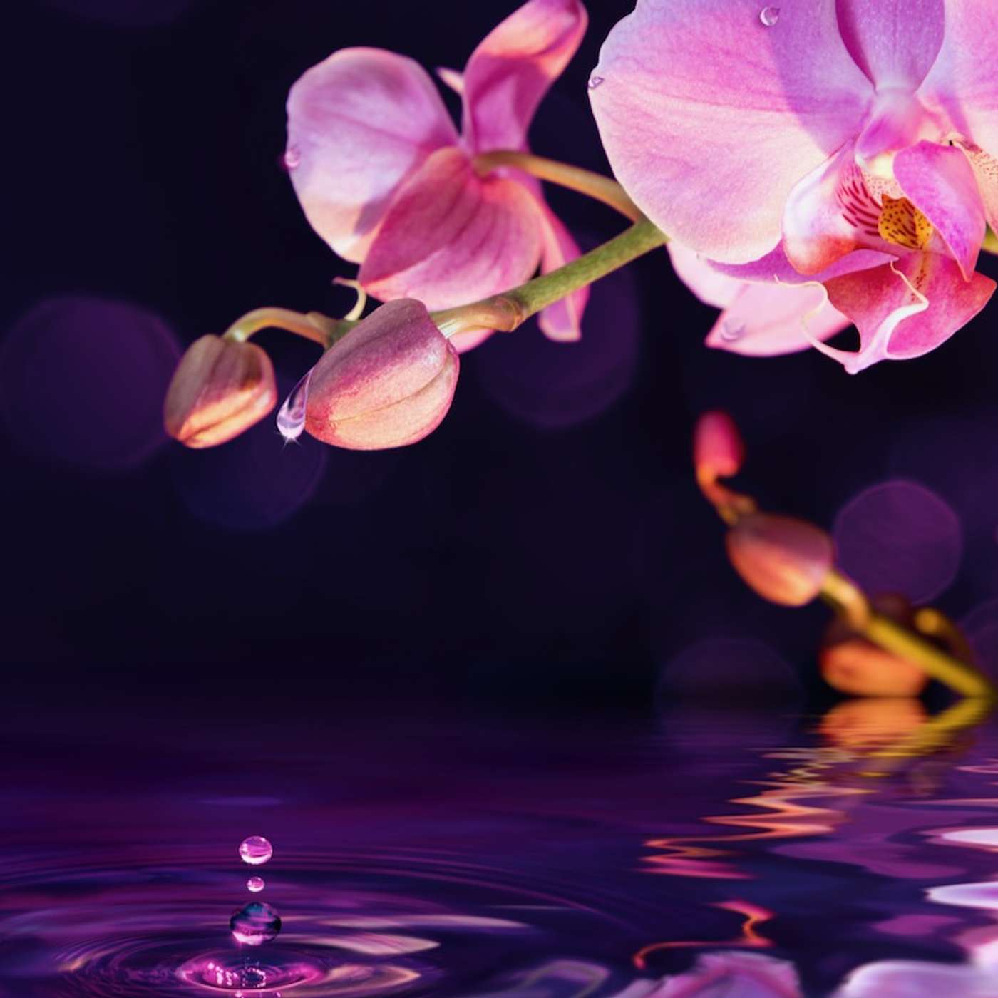 Heaven on Earth Mini Meditations