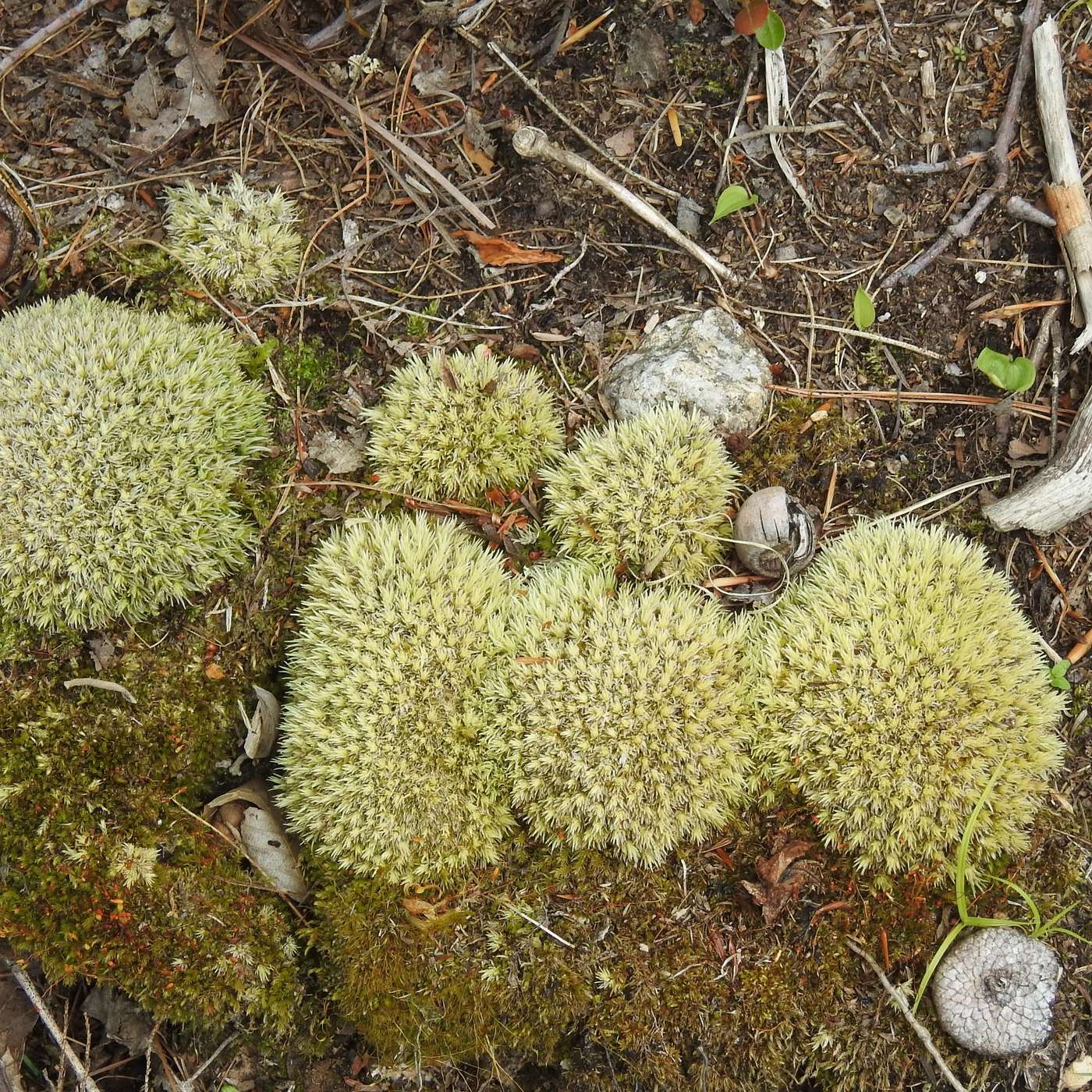 SPONGE MOSS