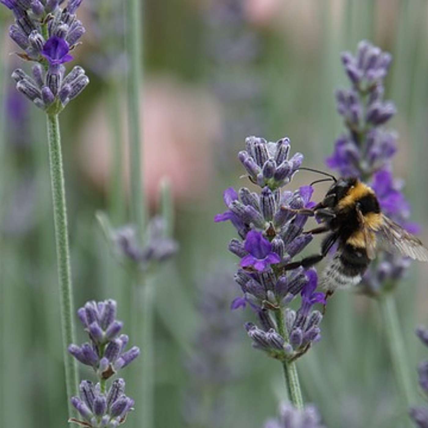 197_Biodiversity: Our Strongest Defense Against Climate Change