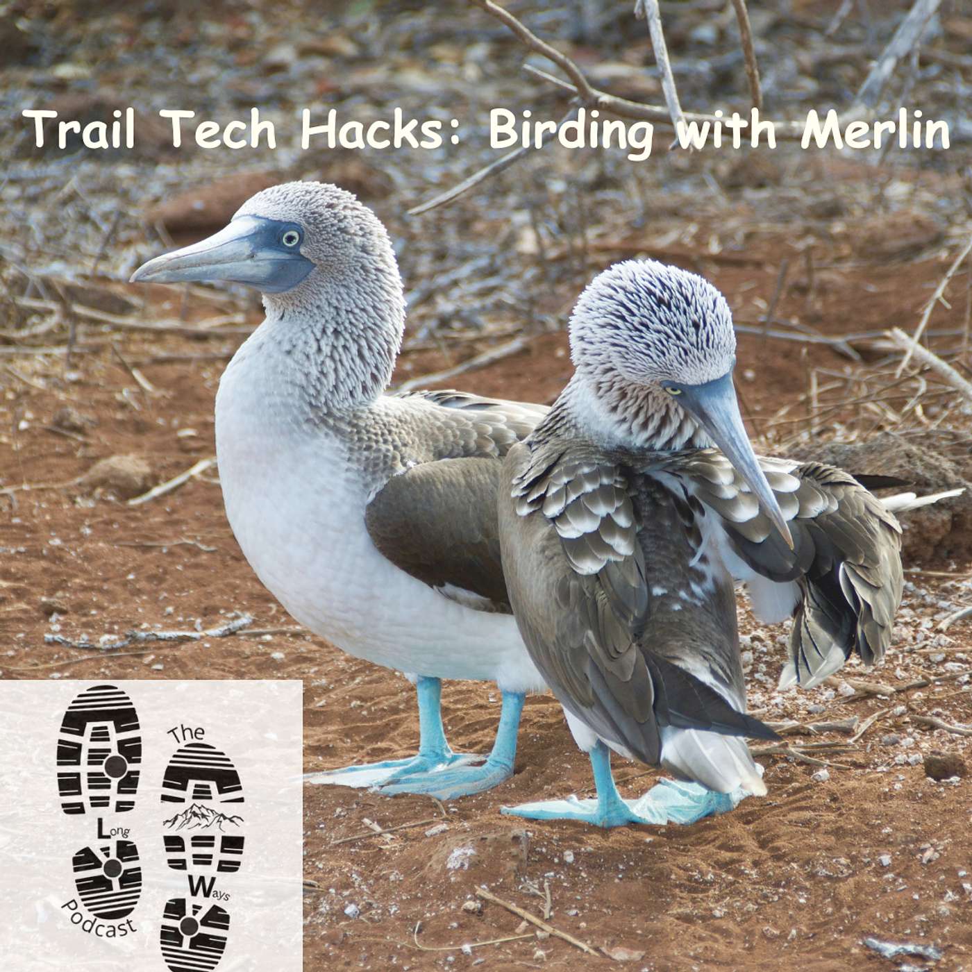 Trail Tech Hacks: Birding with Merlin