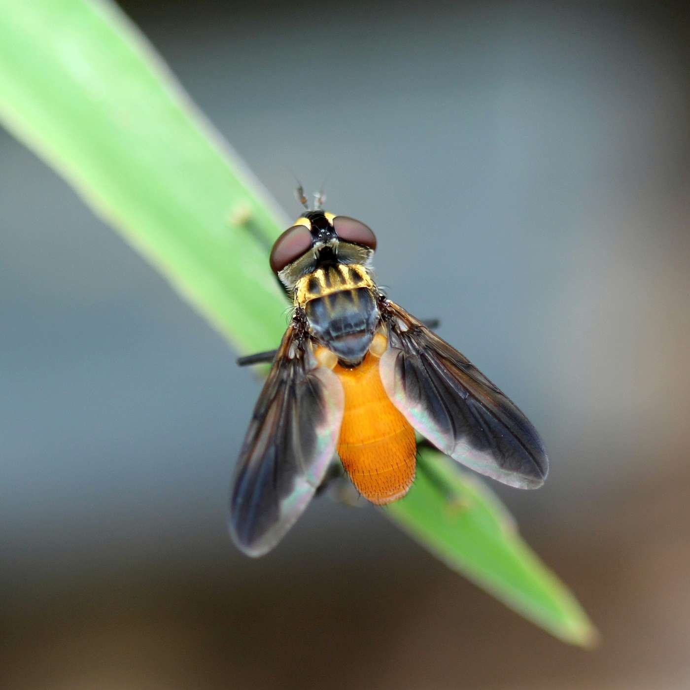 For the Love of Flies: The Unsung Heroes of the Insect World