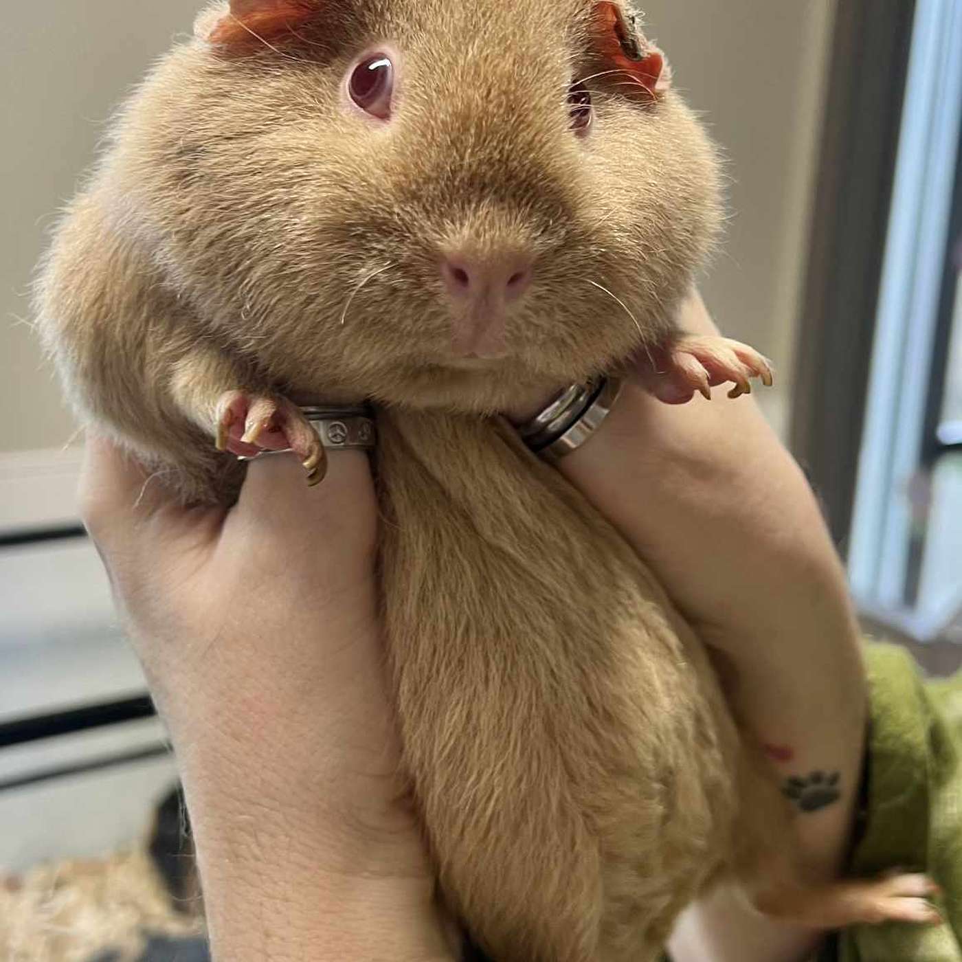 GUINEA PIGS! GUINEA PIGGIES! Up for adoption at the SPCA Serving Allegany County!