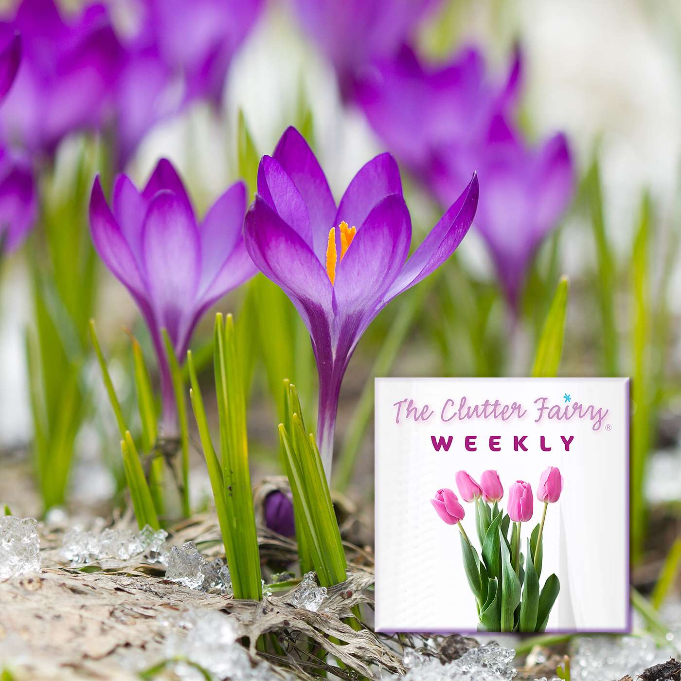 Organizing for Lawn and Garden Season | Challenges of Downsizing - The Clutter Fairy Weekly #157
