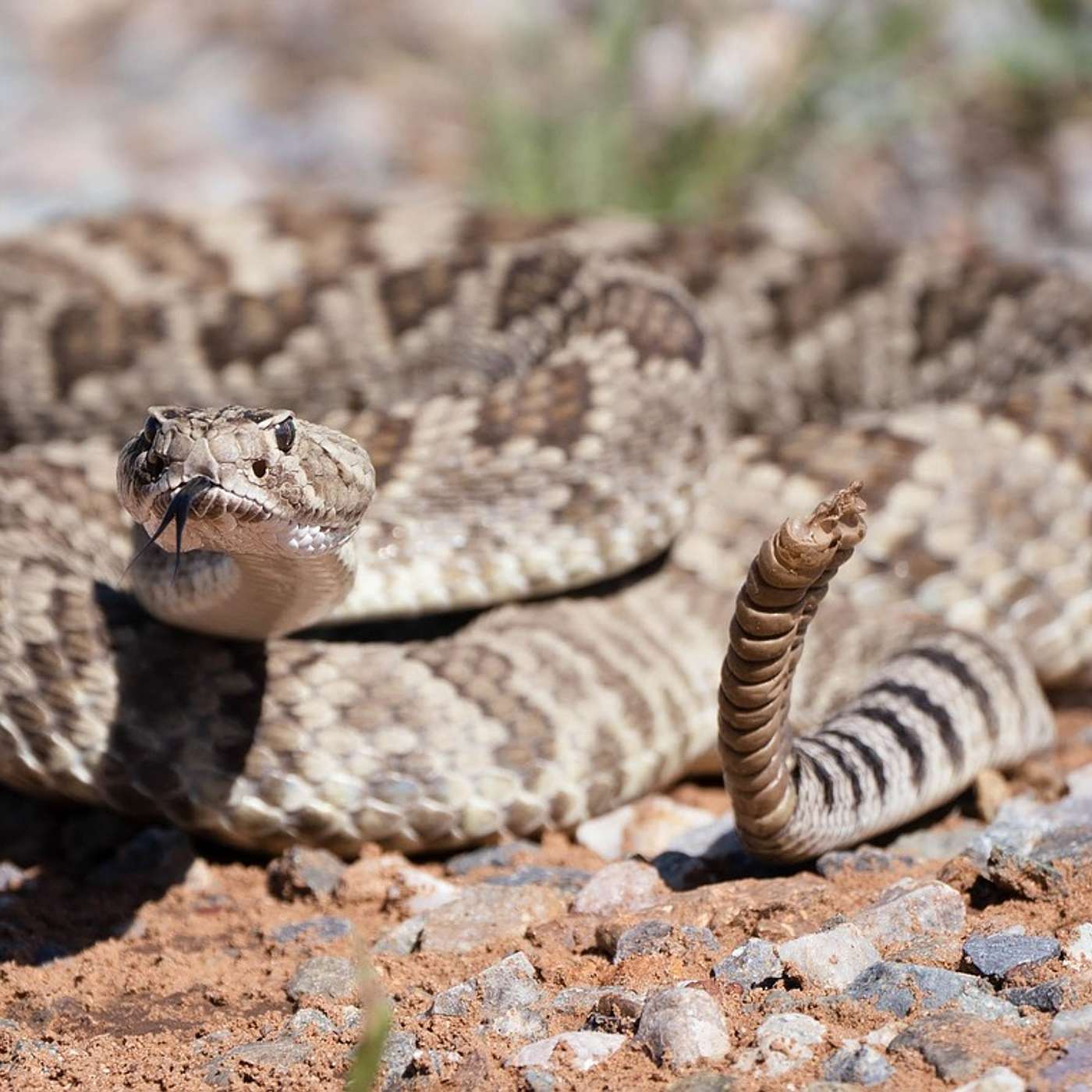 ANIMALS!! Domestic and Wild Animals You May Meet During Your Runs! ANIMALS!! Domestic and Wild Animals You May Meet During Your Runs!