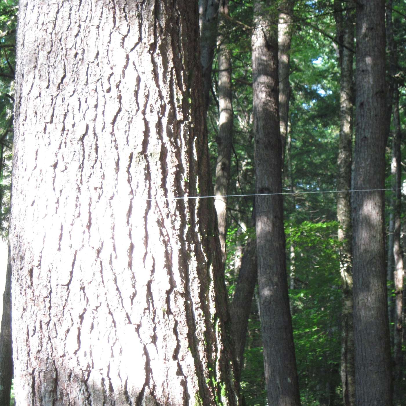 WEAVING A THREAD