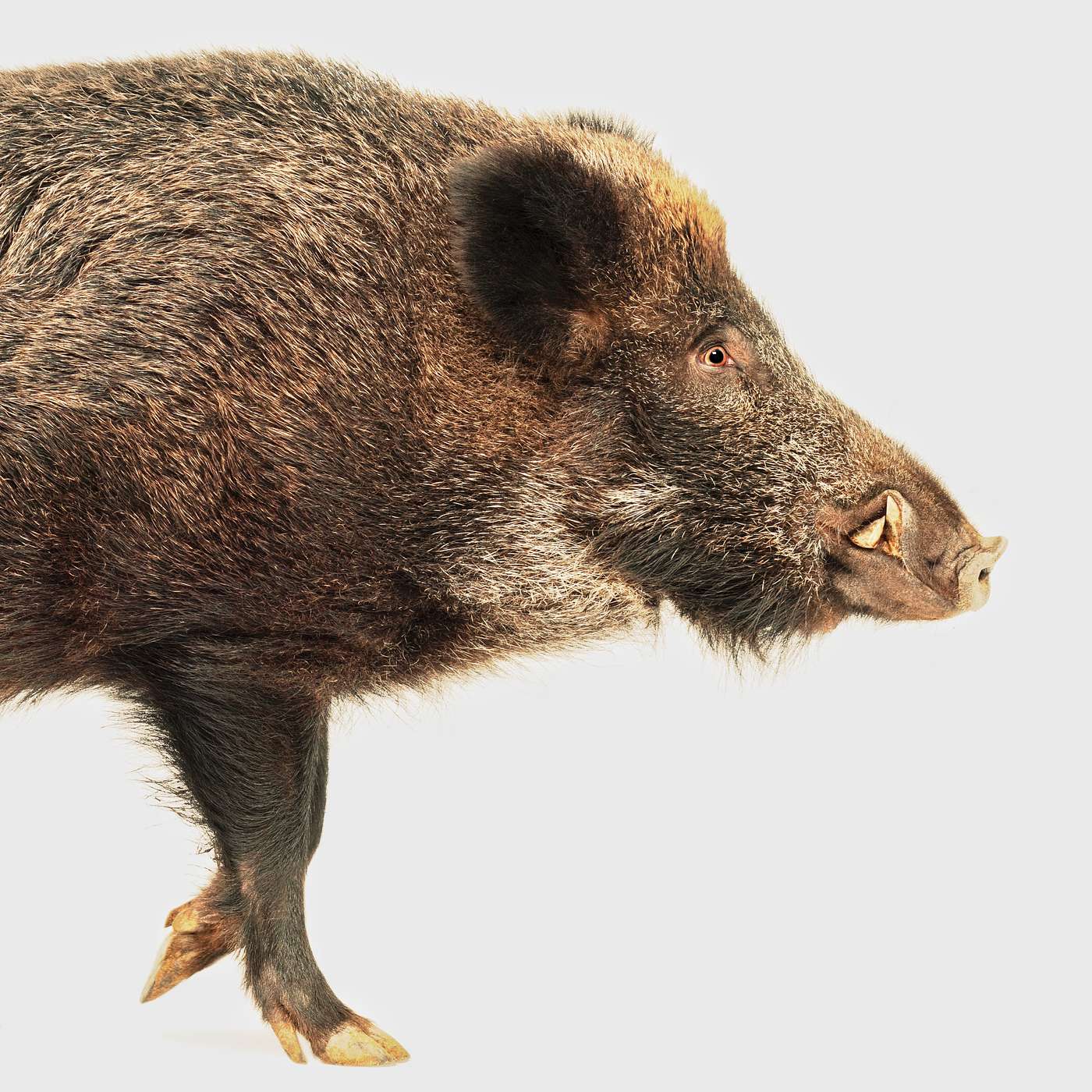 RUSSIAN BOAR HOG w/Swamp Tarzan