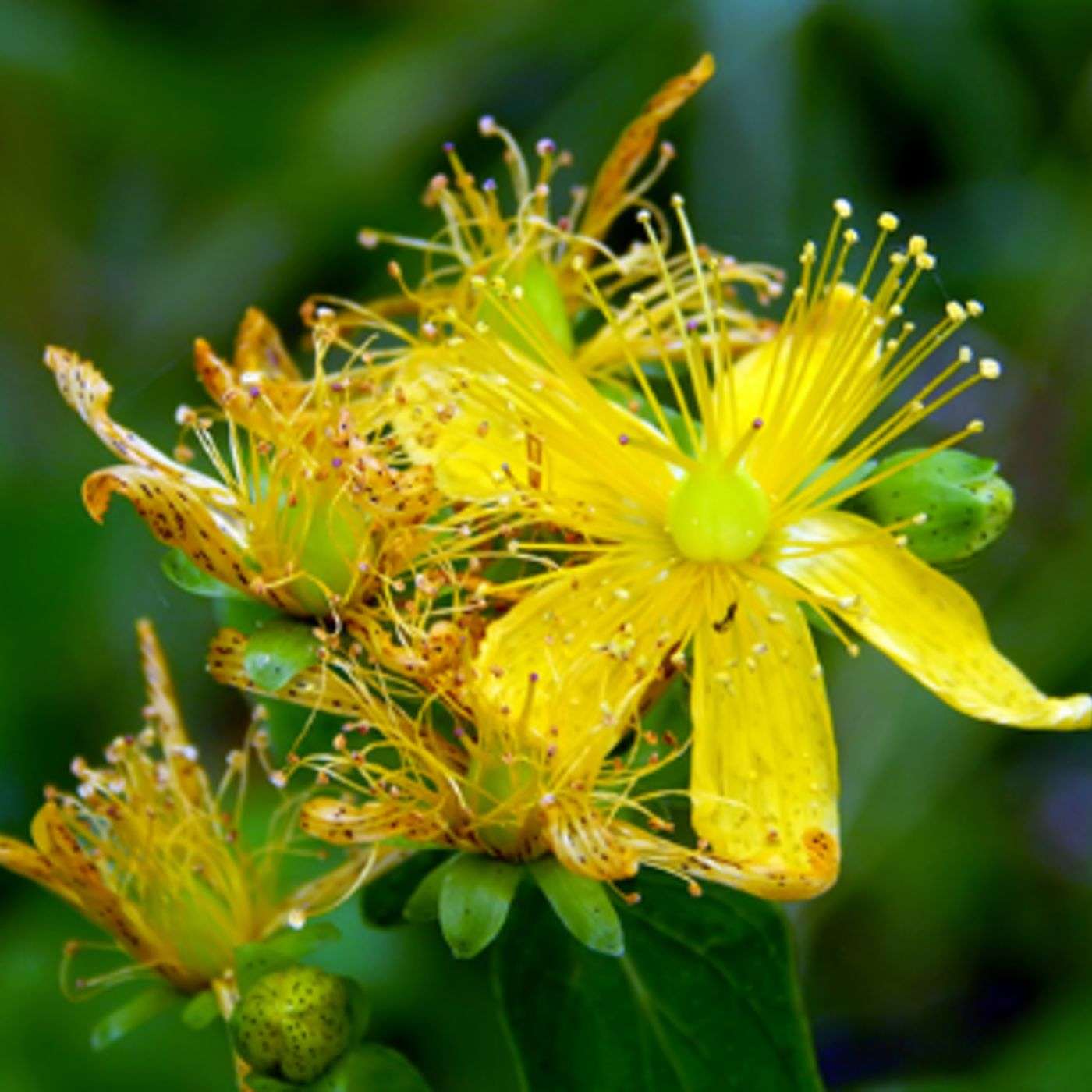 Episode 82: St. John's Wort, An Herbal Remedy for Depression