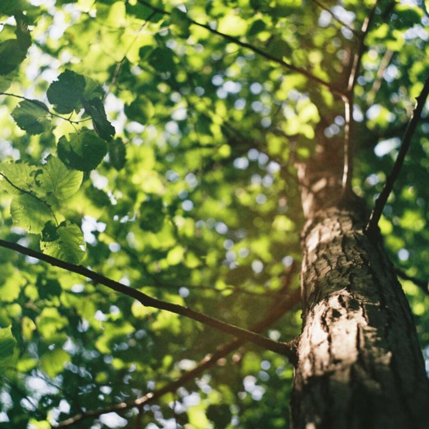 Wisdom as a Tree of Life thumbnail
