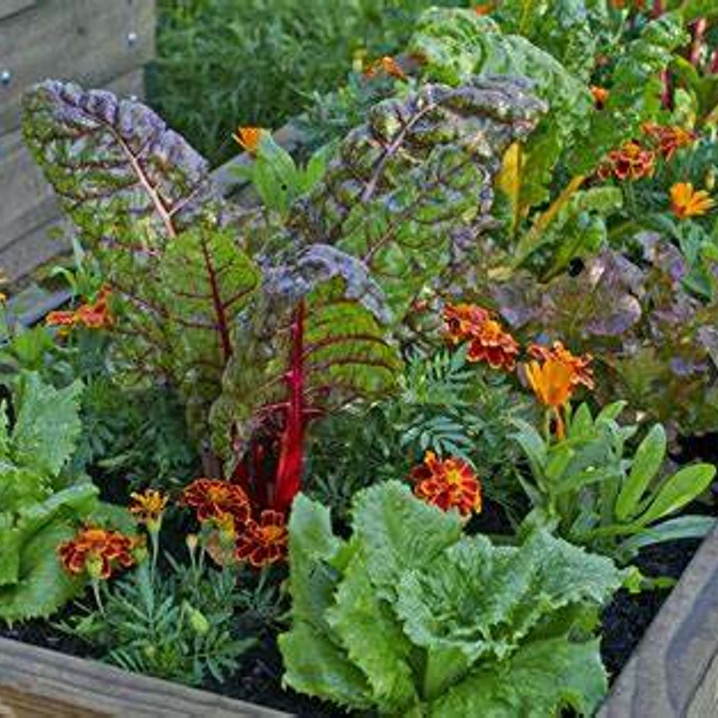 Fertile Garden ideas episode artwork