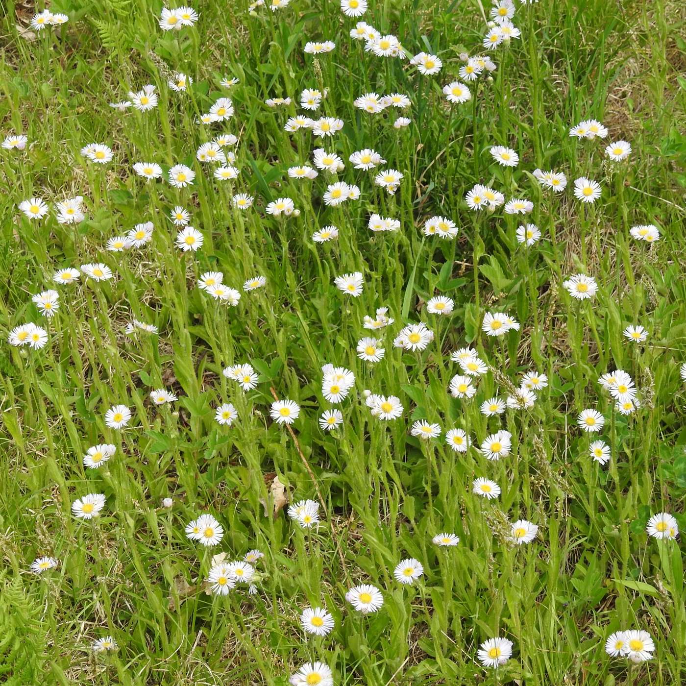 ORCHARD ASTERS