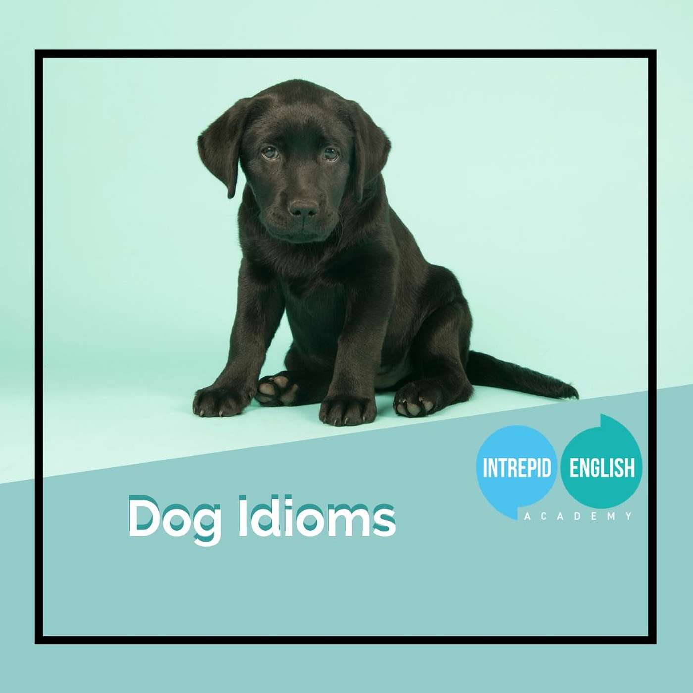 Dog Idioms
