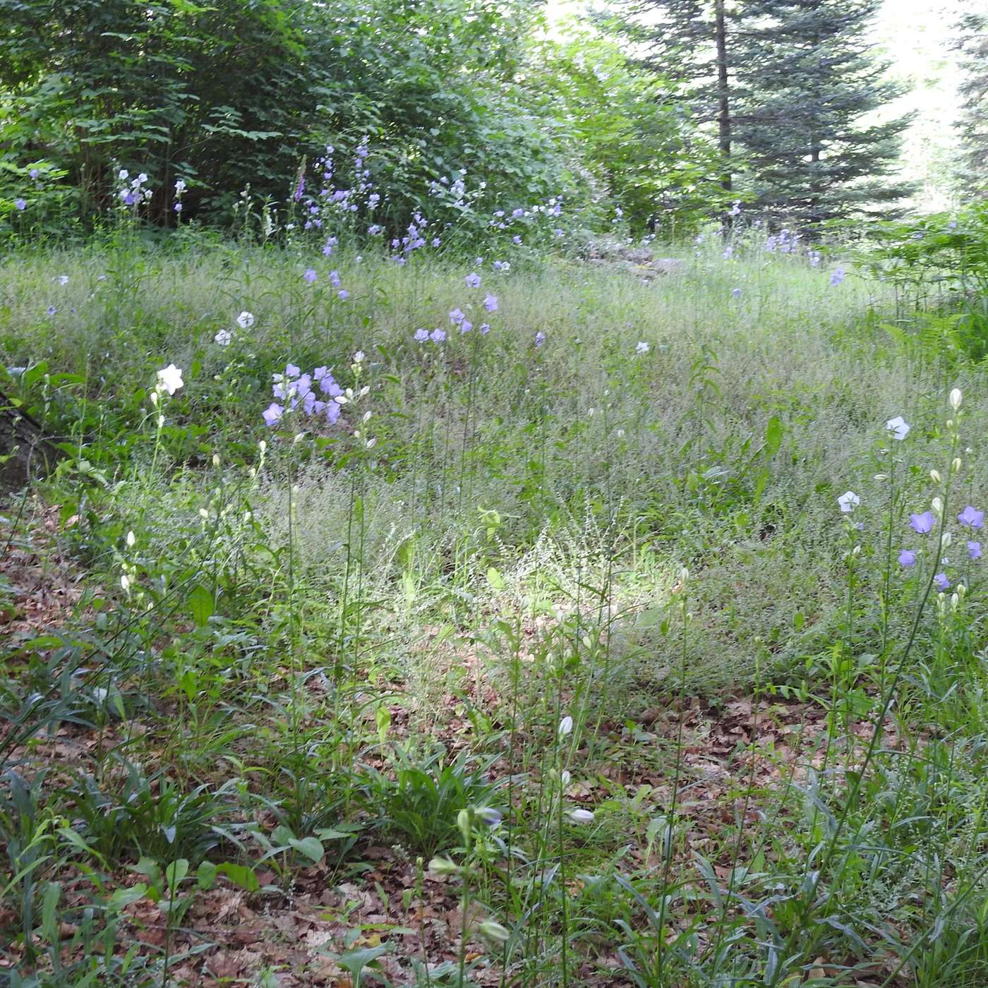 WILD LAWN, PART TWO