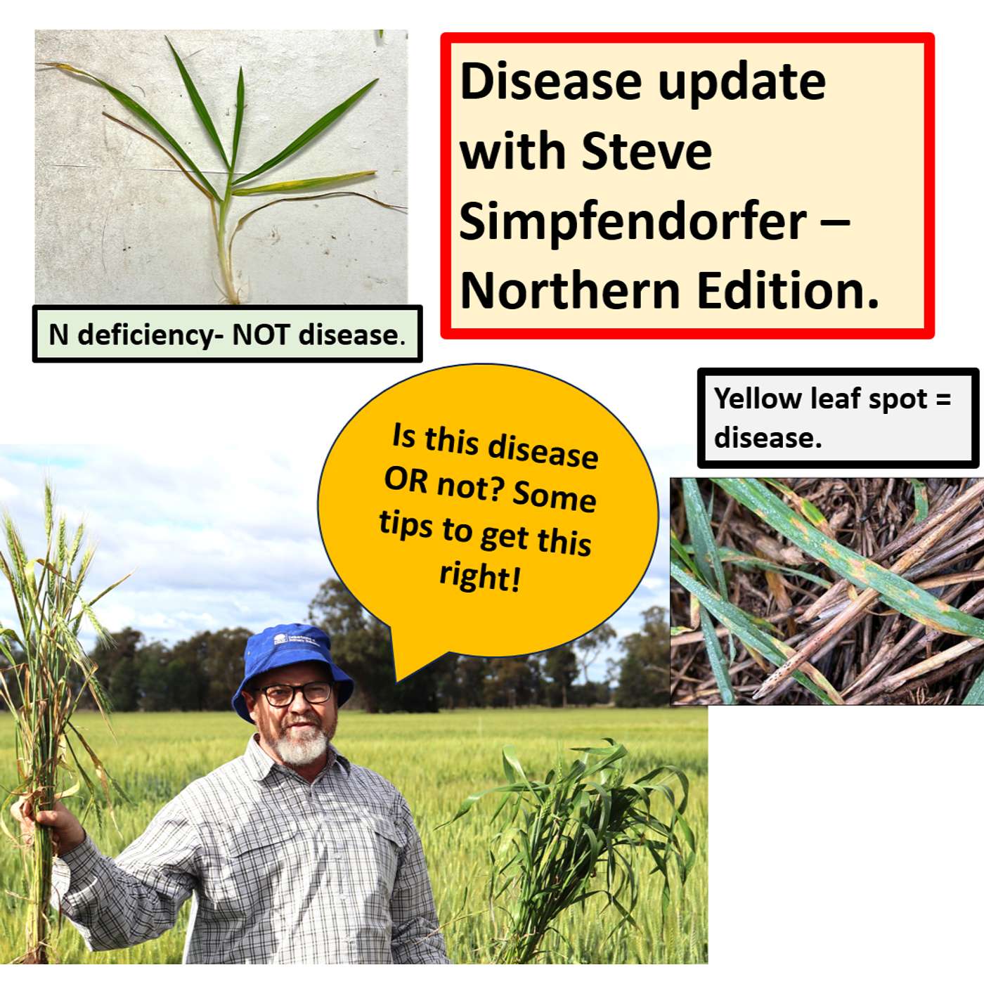 Northern & Central disease update with Steve Simpfendorfer. episode artwork