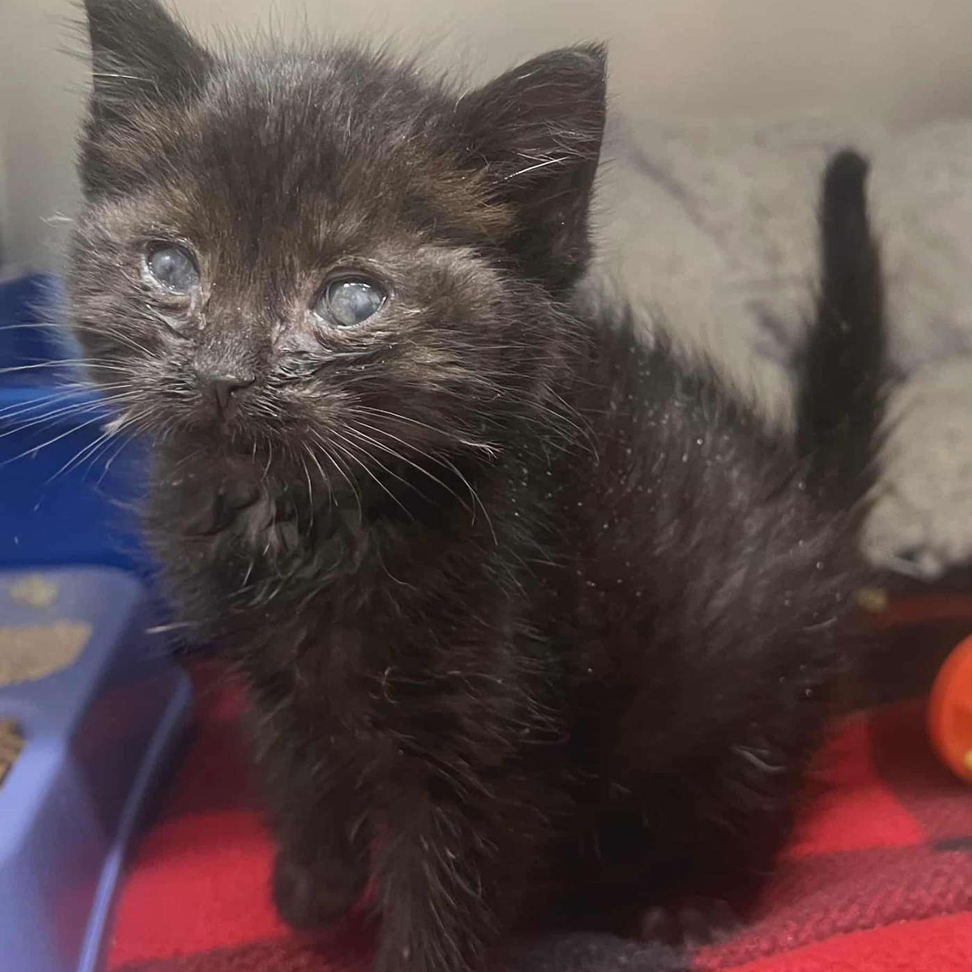 Let's get an update on Pickles, the kitten from last week's POP-PAW-RAZZI and a Happy Camper Puppy update from 2 weeks ago!