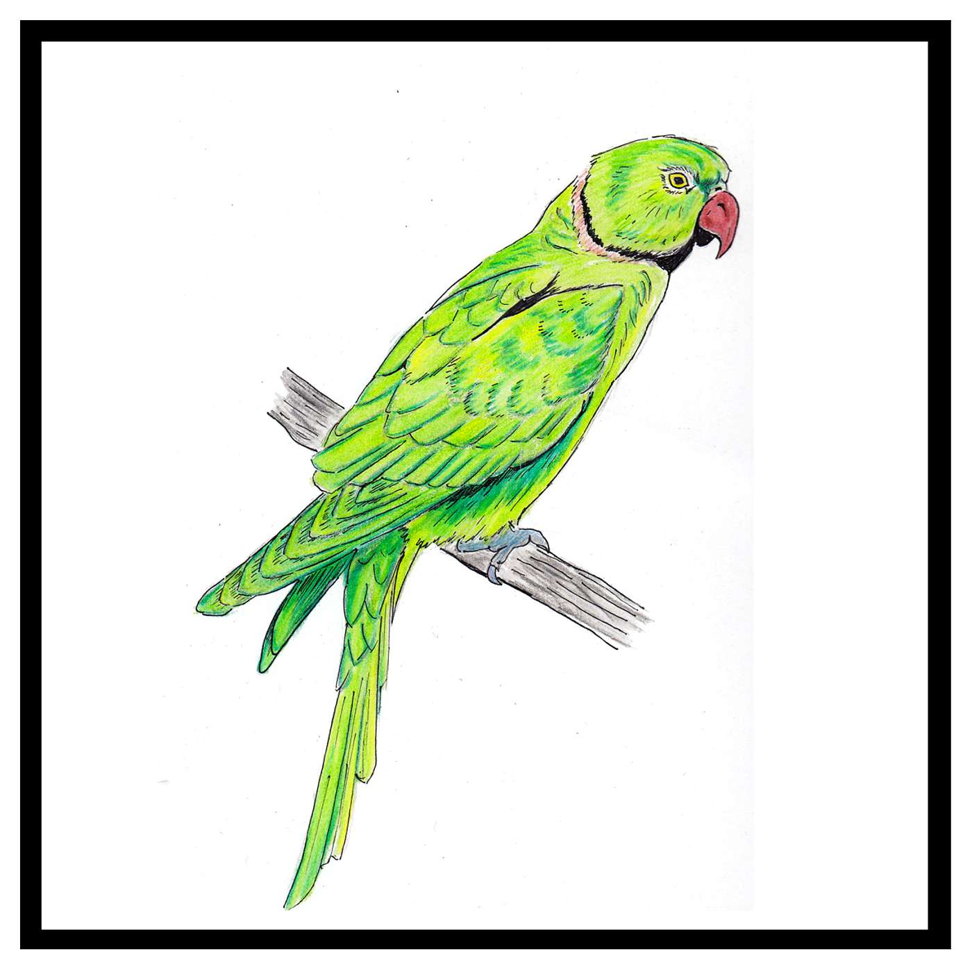 Episode 5: Ring-necked parakeet