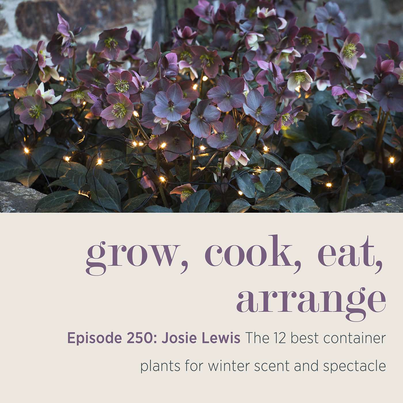 Josie Lewis: The 12 best container plants for winter scent and spectacle - Episode 250