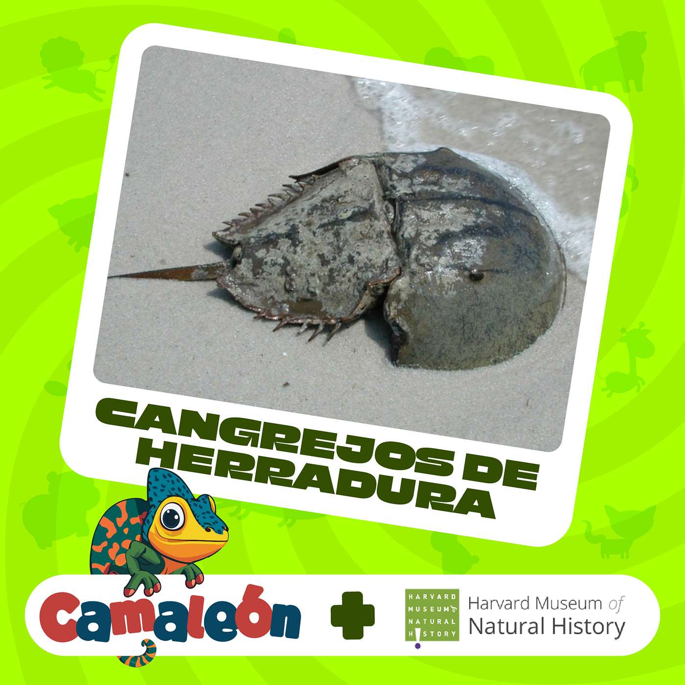 Cangrejo Herradura: ¿Por qué tiene la sangre azul? episode artwork