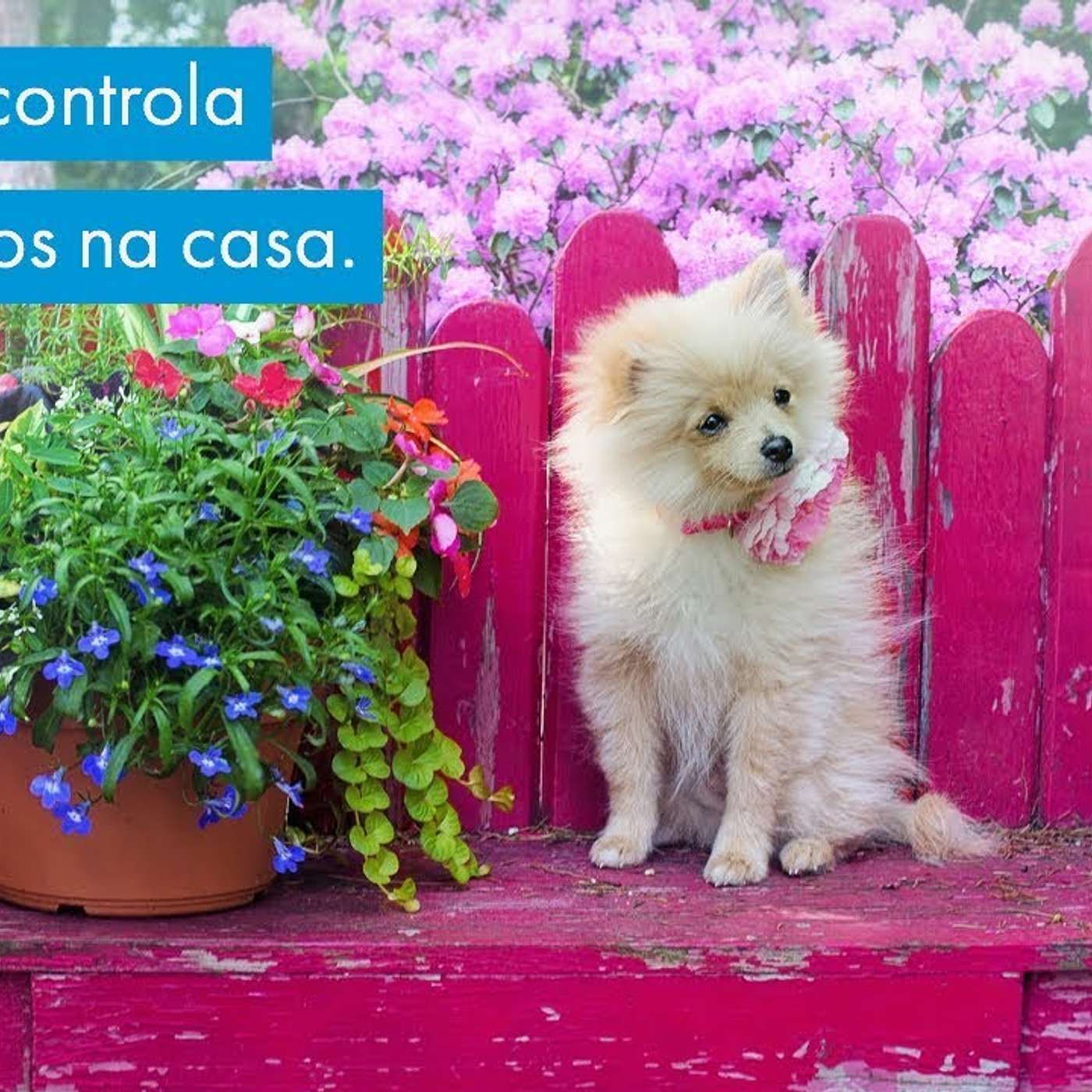 Educação Canina - Comportamento Canino & Adestramento