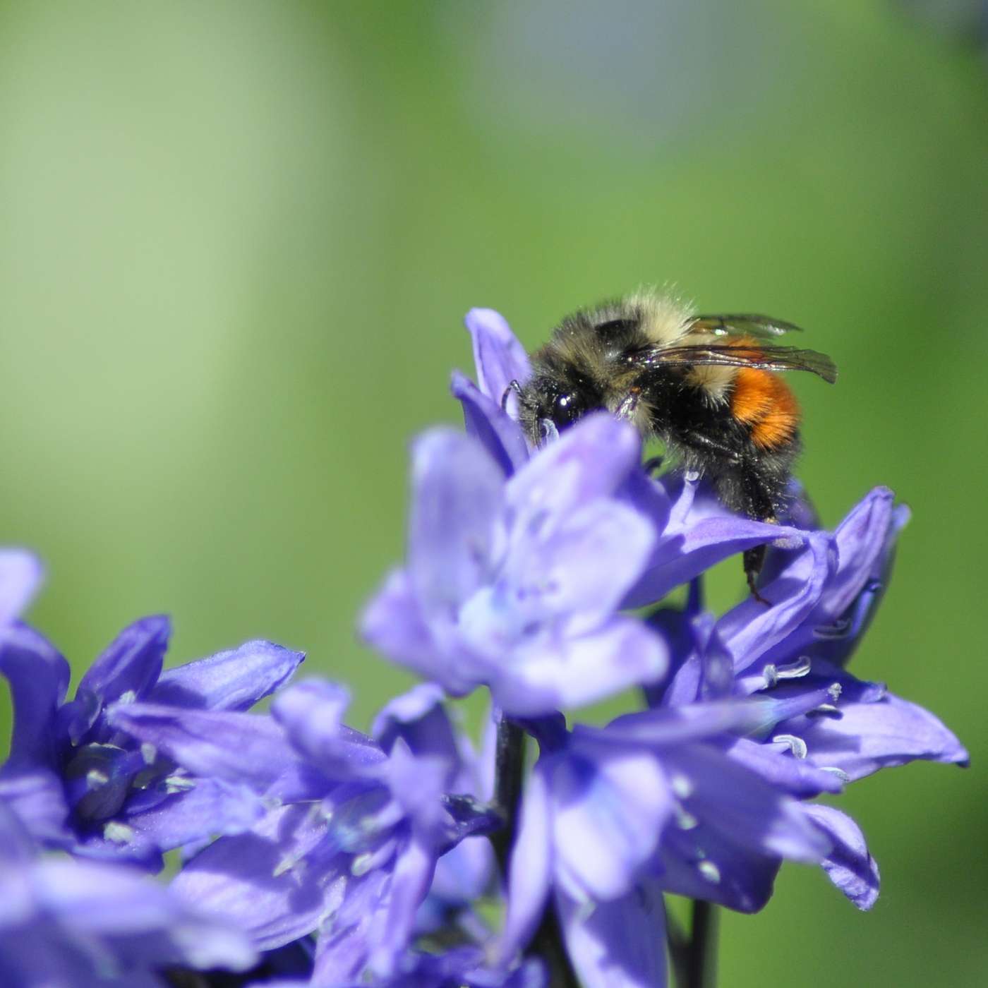 Bug Banter with the Xerces Society