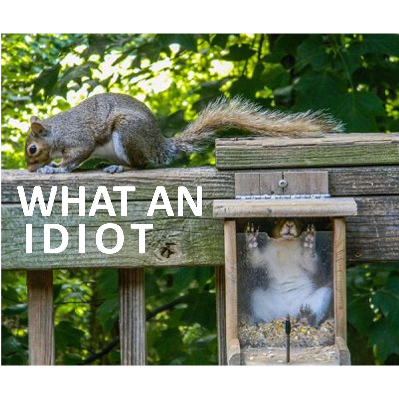 What an idiot