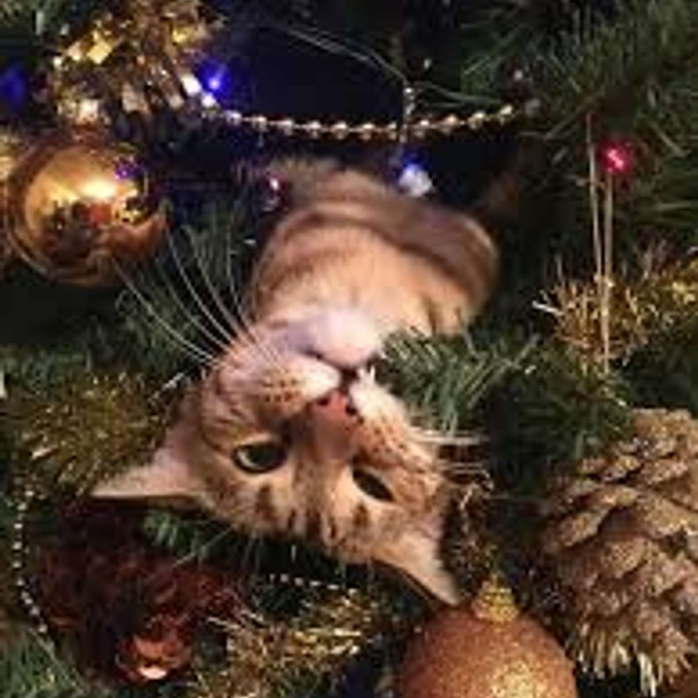 Amici per il pelo, il mondo degli animali visto e raccontato da una veterinaria