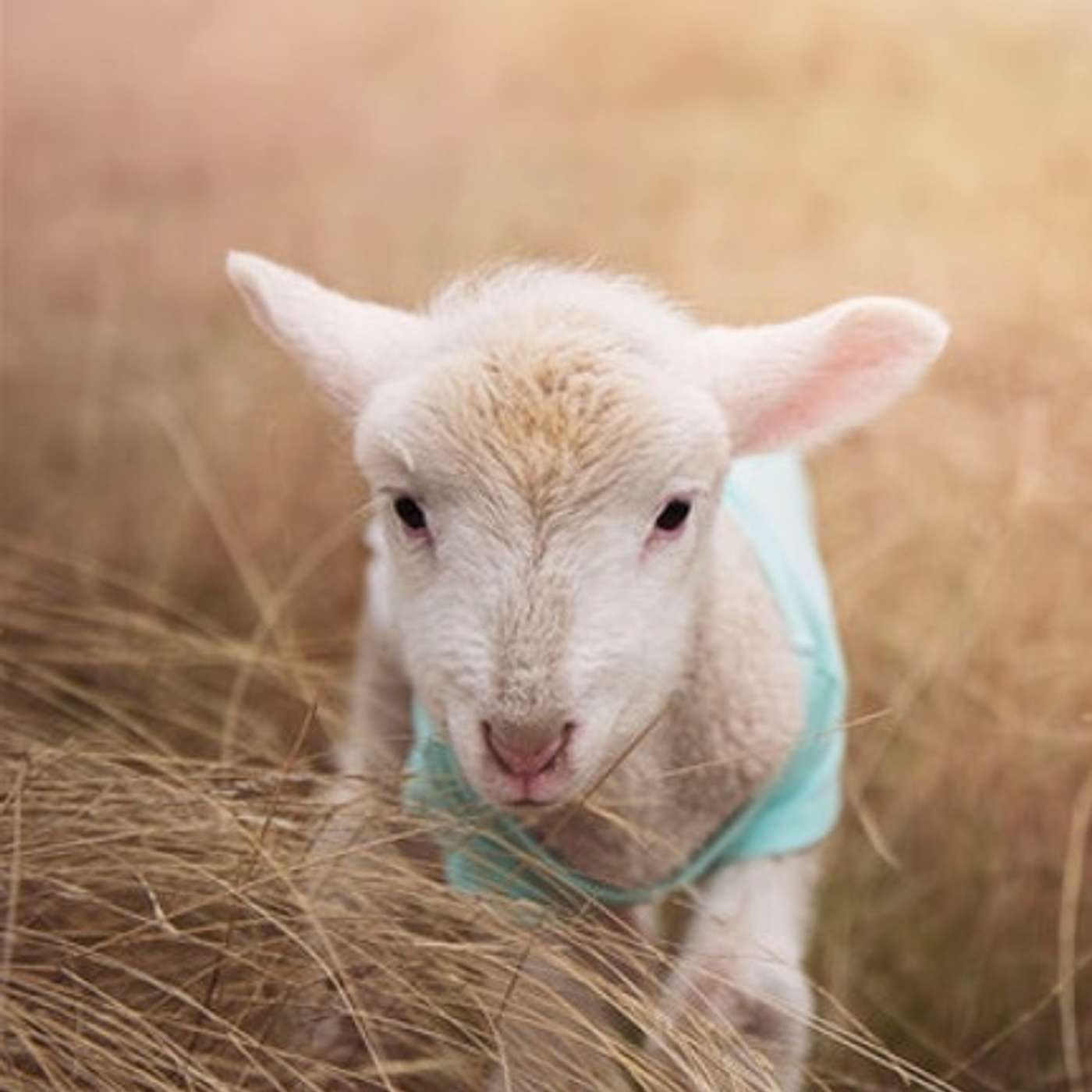 The Best of Jeff and Stuff