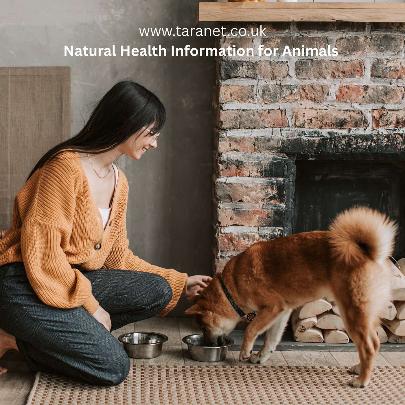 How Can You Tell If Your Dog Is In Pain?