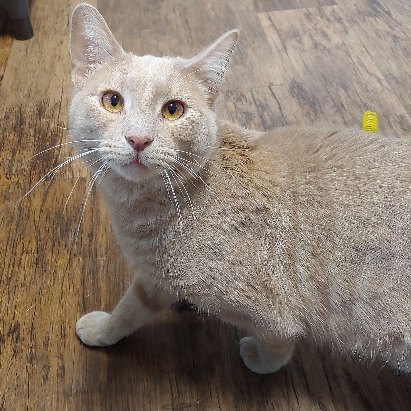 Our POP-PAW-RAZZI! Let's meet Boomer and some puppies!