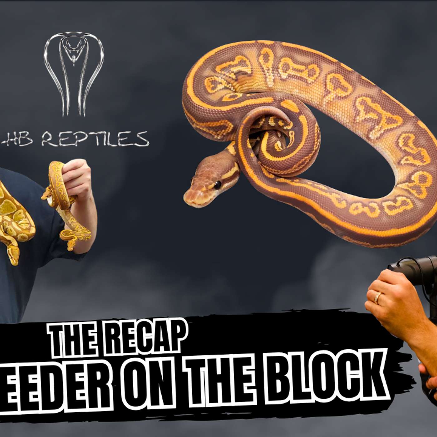 The Disadvantages To NOT Shed Testing In The Ball Python Game | NBB The Recap Live