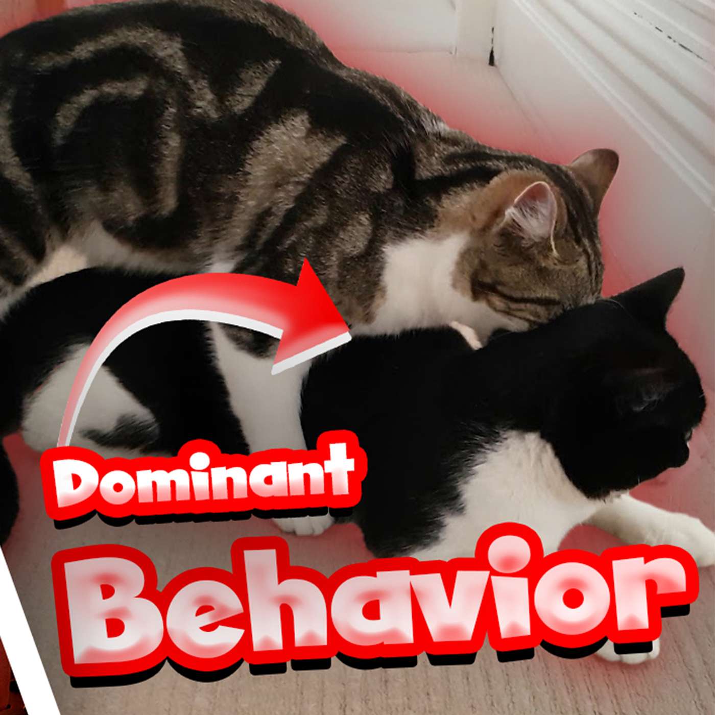 Is This Sexual Dominant Behavior In Cats?