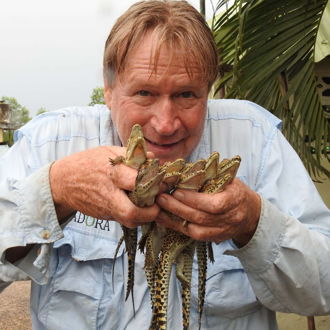 Biologist & Python Hunter Joe Wasilewski Survived Venemous Snake Bites and Killer Constrictors artwork