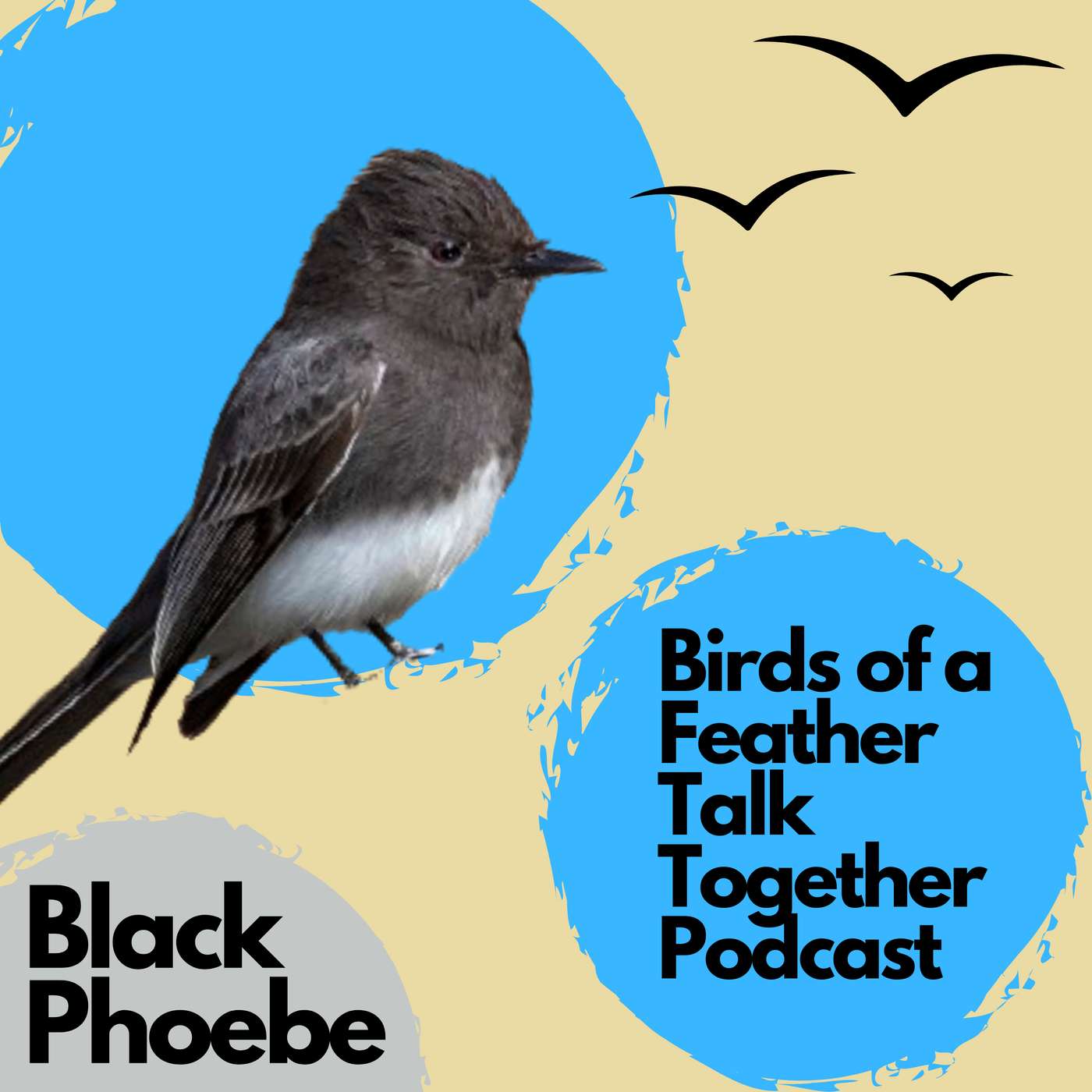 161: Black Phoebe and Urban Birding Festival Preview episode artwork