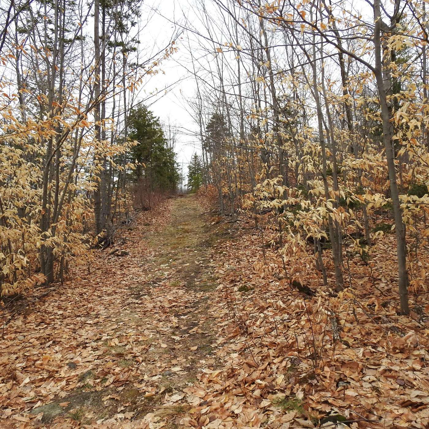 CLEAR PATH