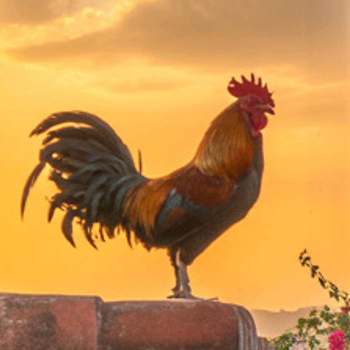 Con los primeros gallos