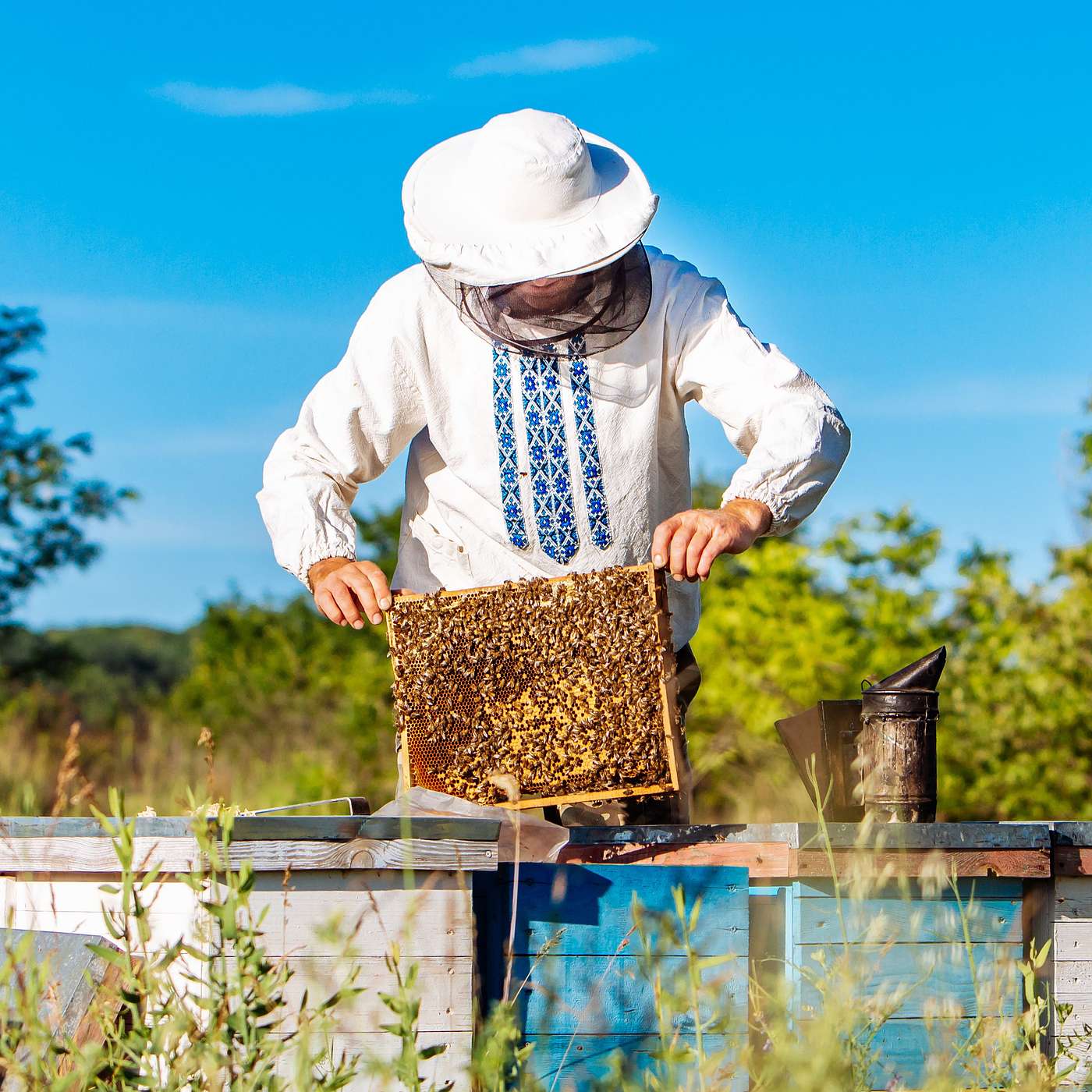 The Bee Episode: Swarms, Honey & Helping Pollinators episode artwork