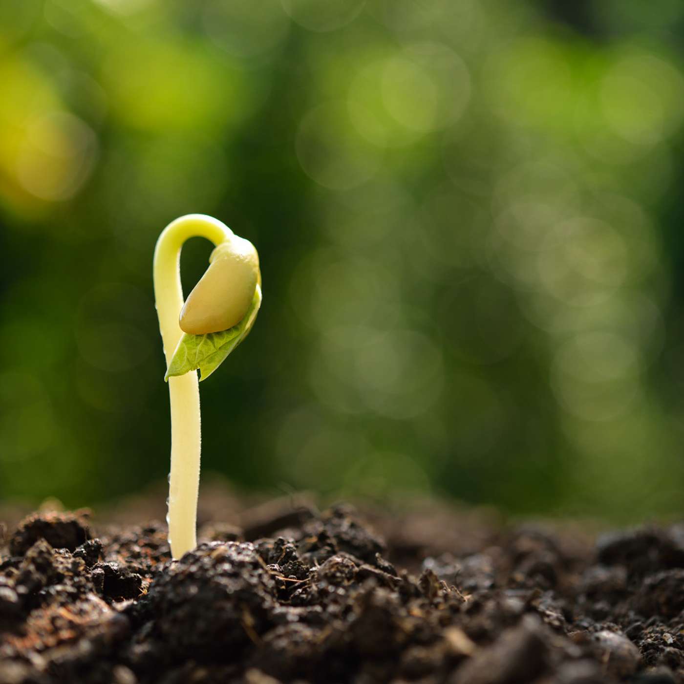The Hidden Work of Home: The Secret to Bearing Much Fruit