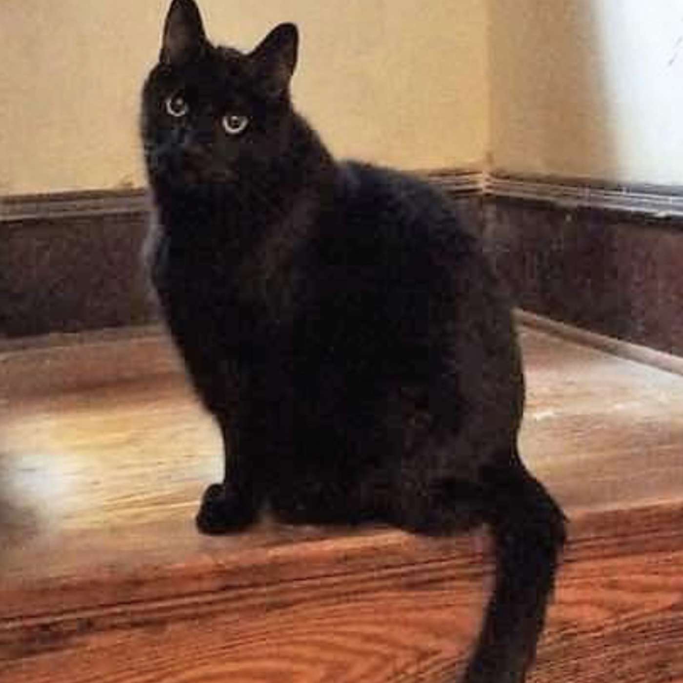 Bonus Ep #3: This all began with Anarchism, Black Cats and Lies Bonus Ep #3: This all began with Anarchism, Black Cats and Lies