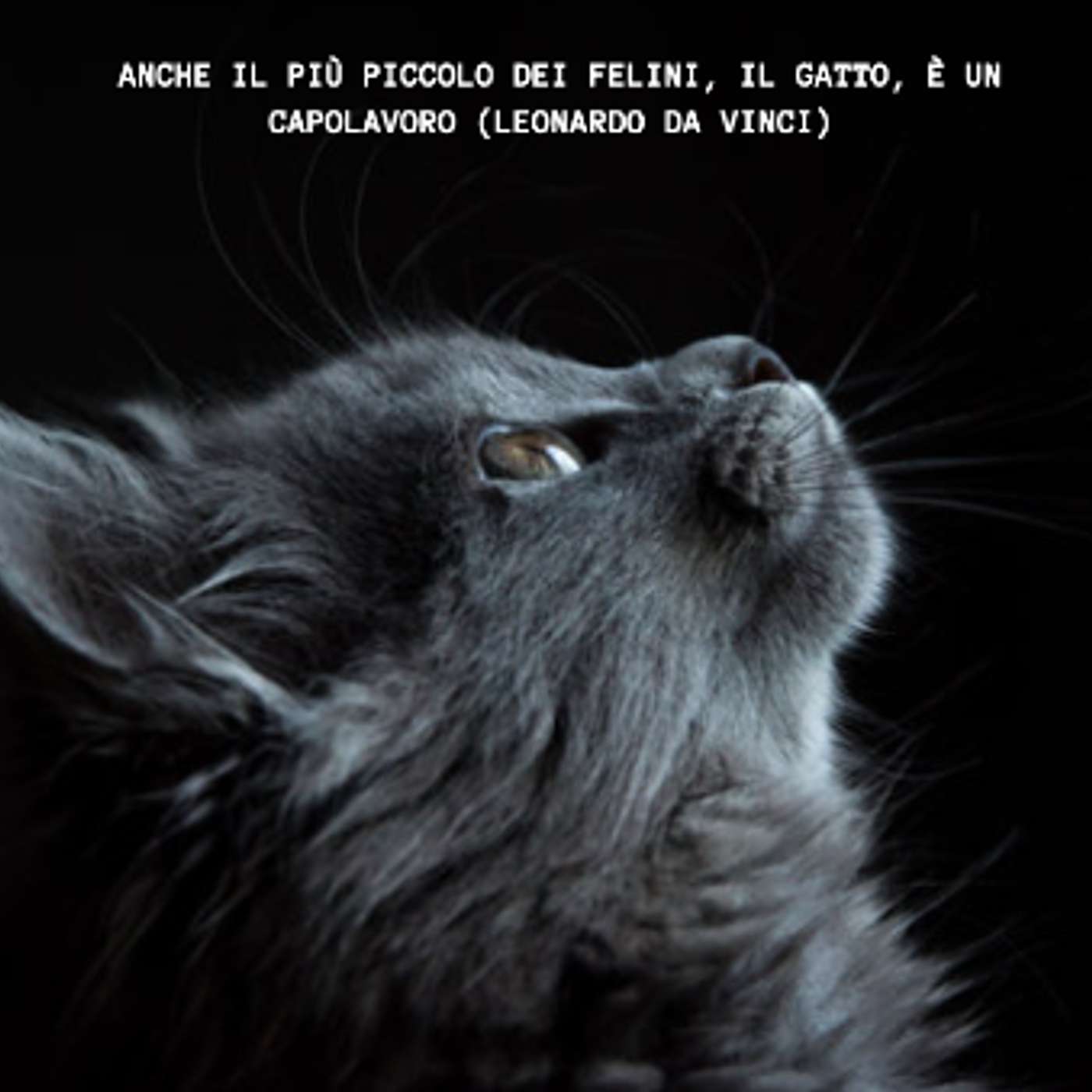 17 Febbraio: la festa del gatto! Festeggiate con noi! 17 Febbraio: la festa del gatto! Festeggiate con noi!