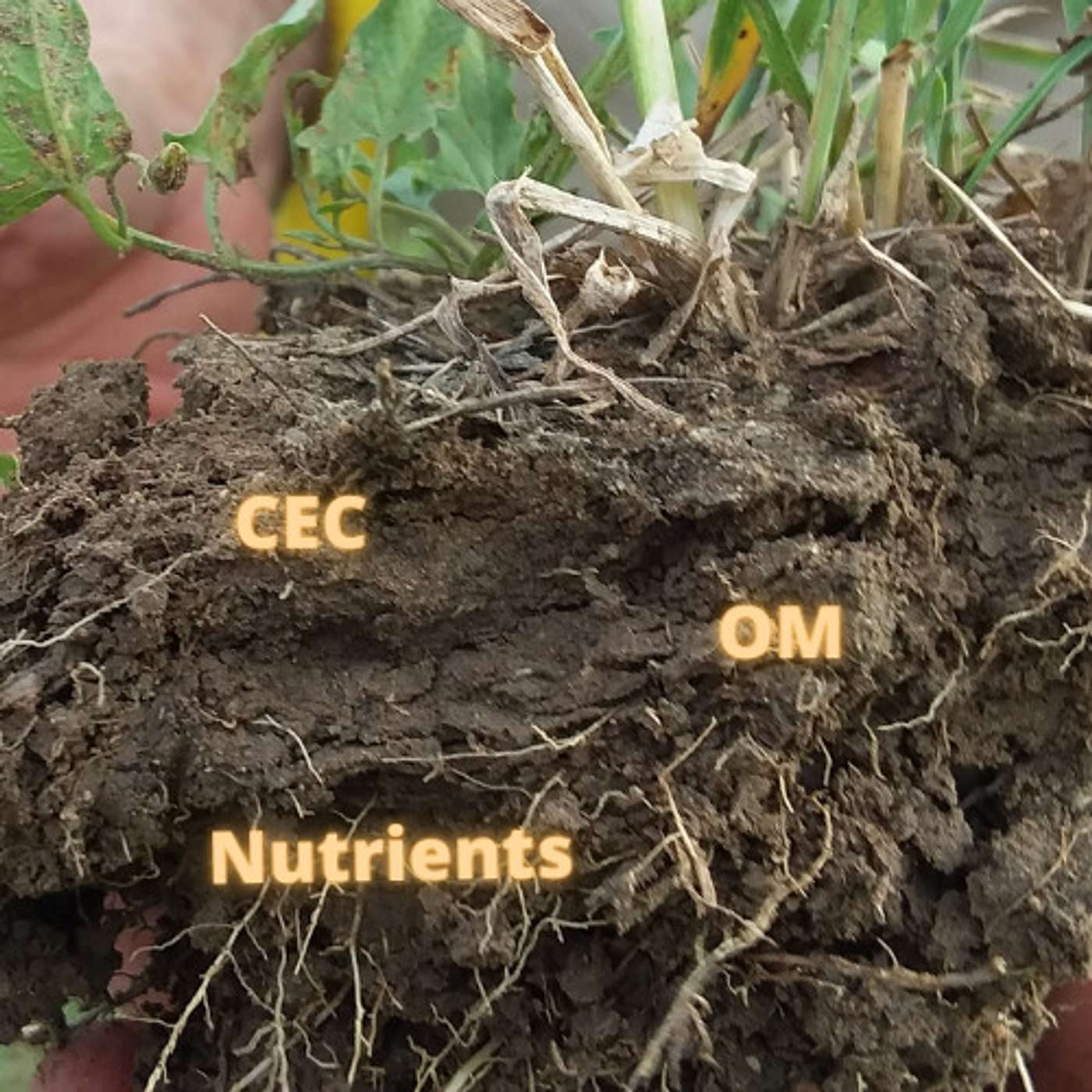 The Cornerstones of Healthy Food Systems