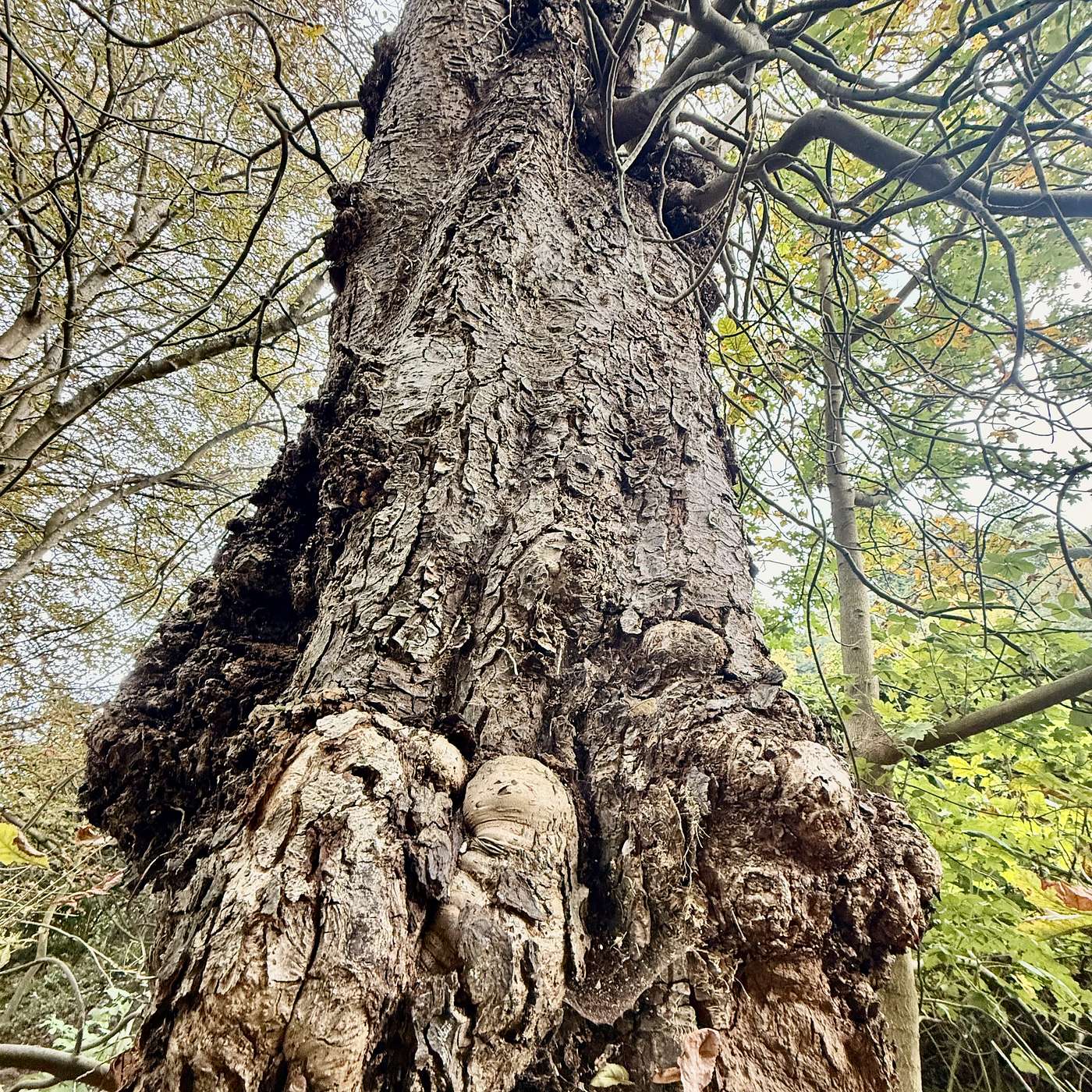 Montmorency does not like Cats 🐈‍⬛; The Knave of Knaresborough; and Exmoor is depicted to Perfection