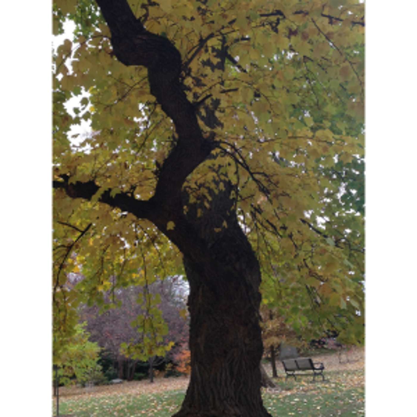 Bodhidharma Day and The Oak Tree in the Front Garden