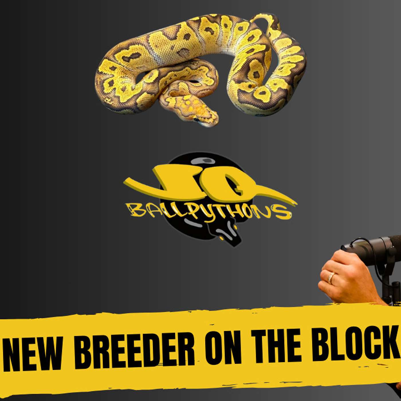 Jay breaks down Ball Python projects most people never heard of
