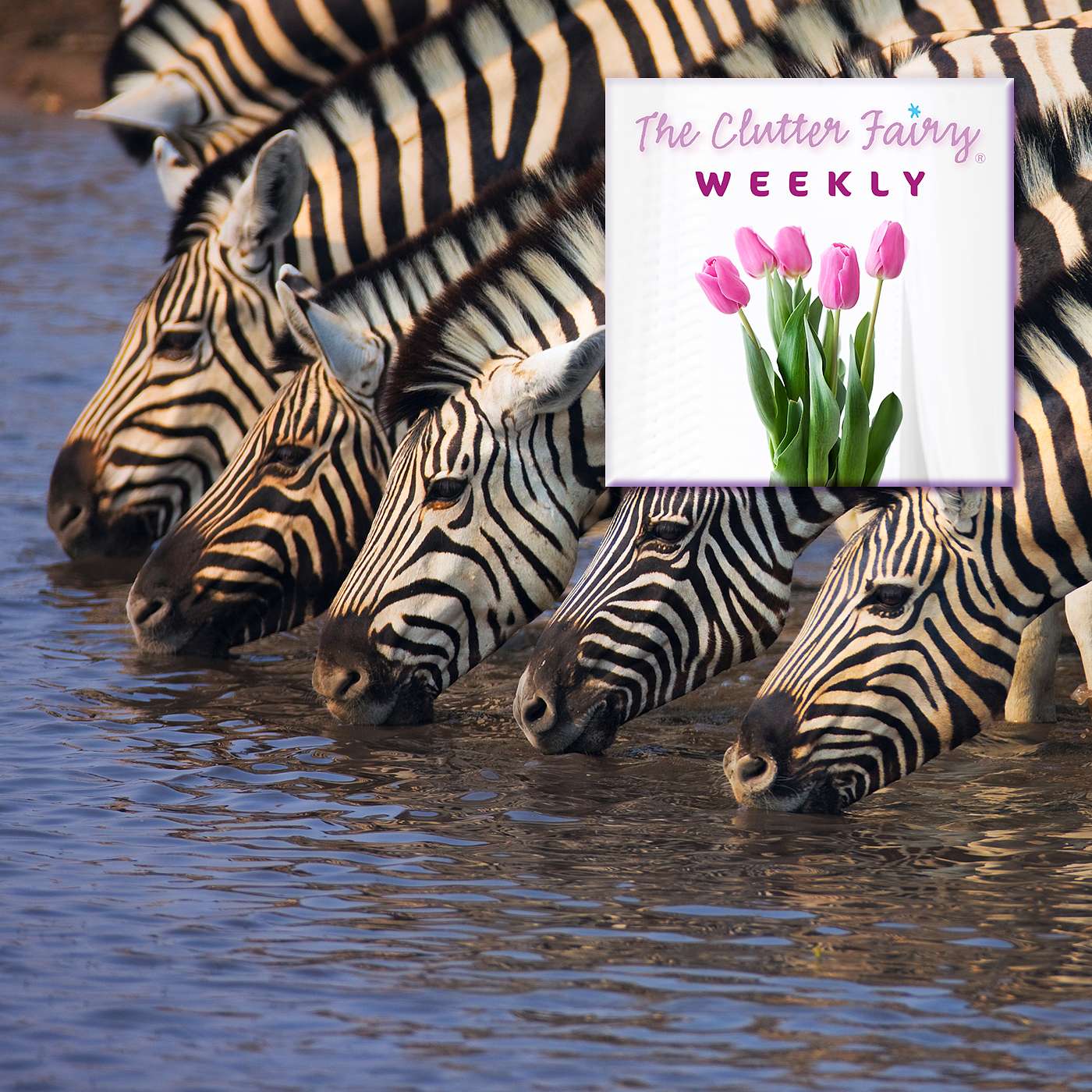 The Clutter Fairy Weekly