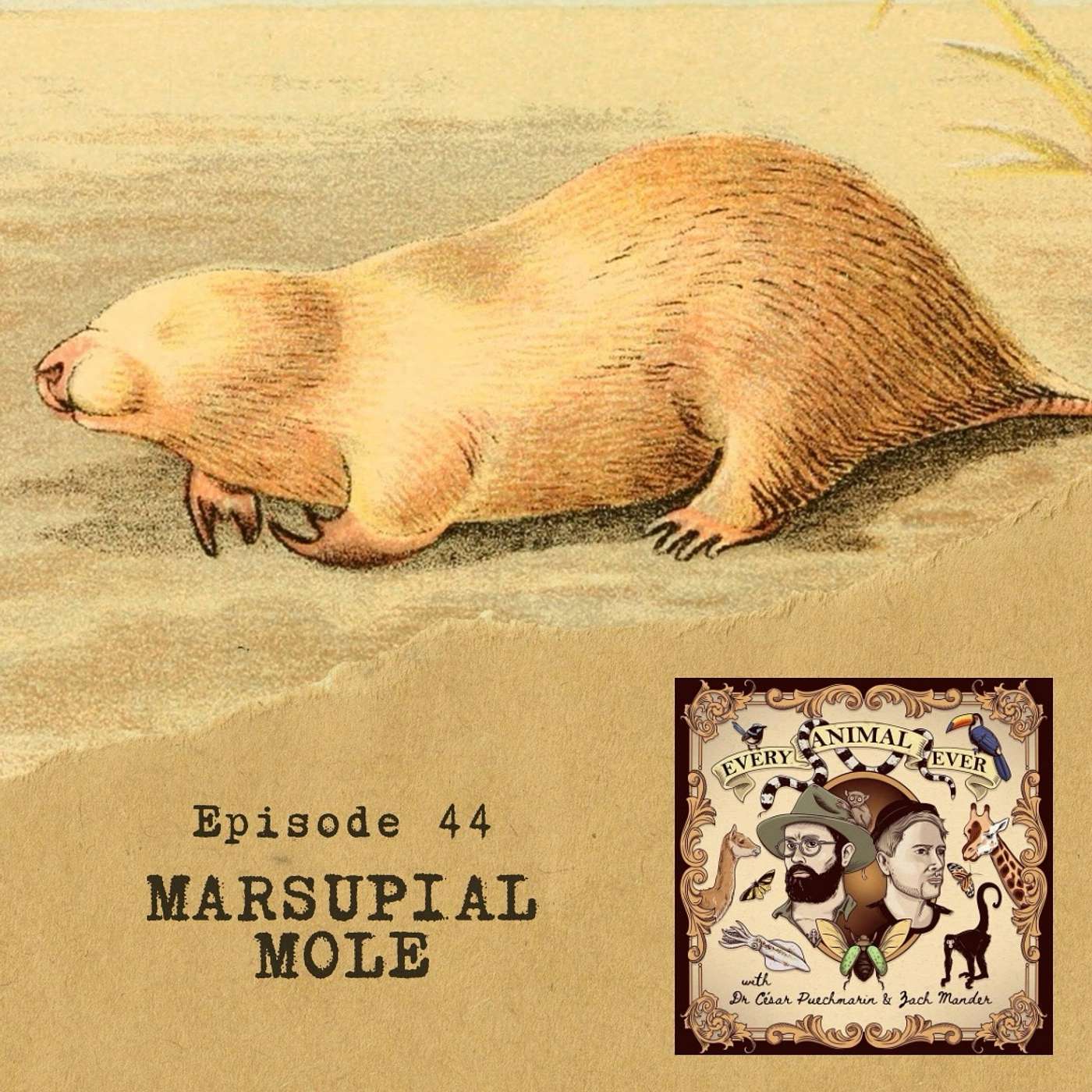 44 - Marsupial Mole