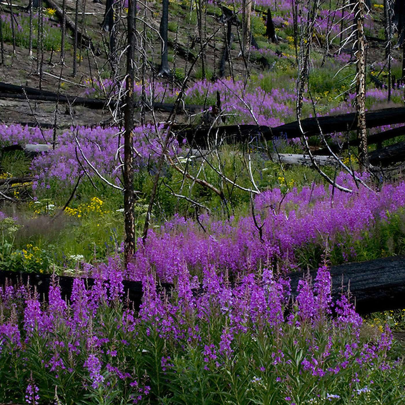 Episode #297 Readings & Riffs #227 A Forest Herb episode artwork