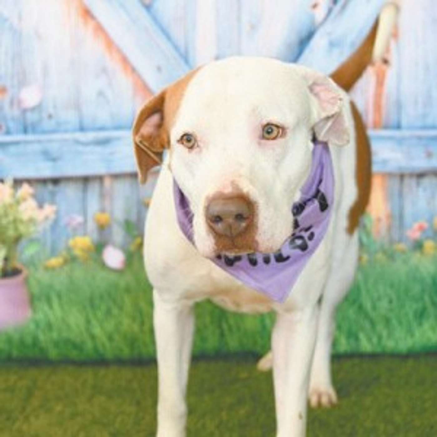 Meet Kitty -- she's ready for adoption